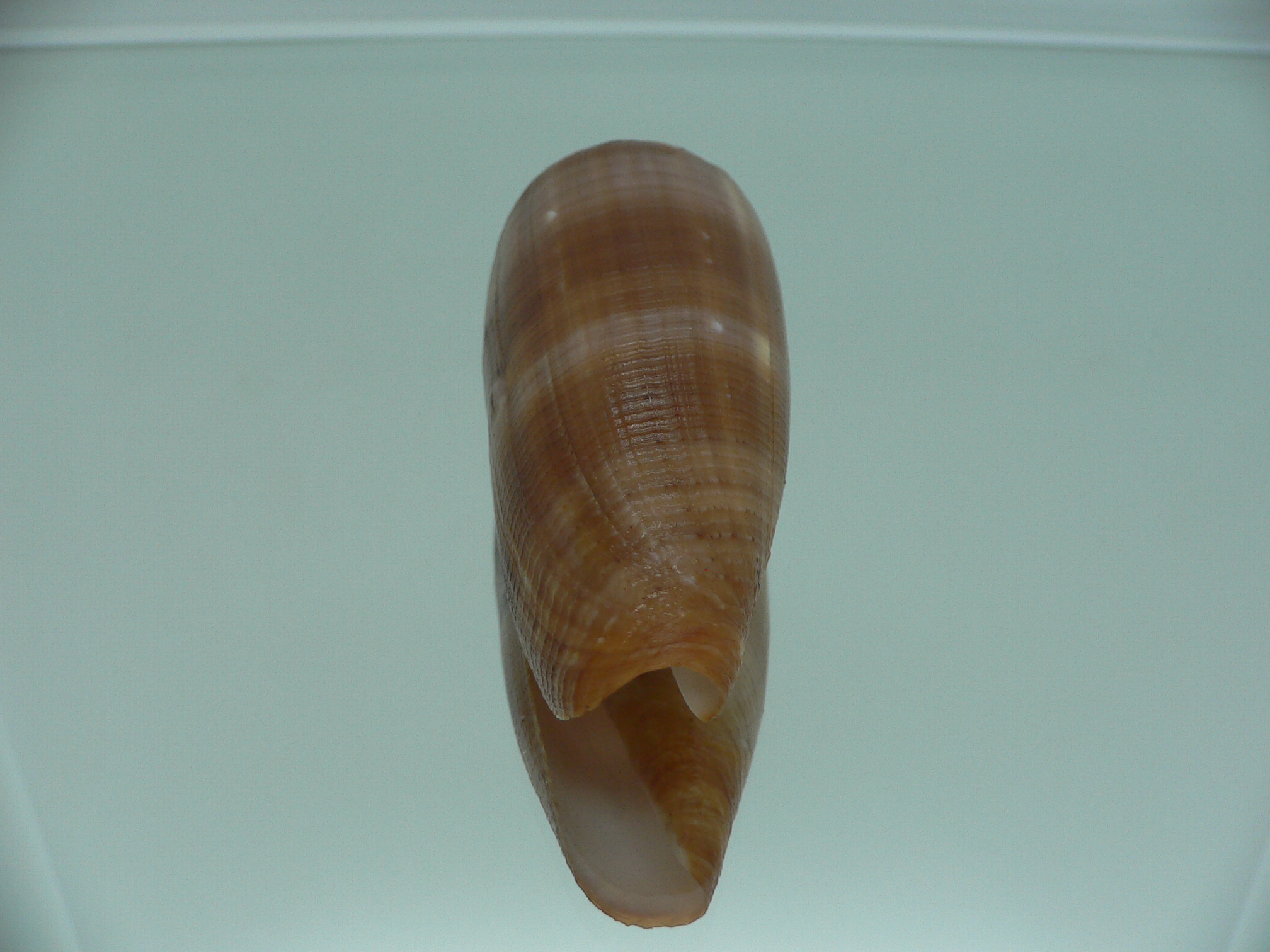 Conus circumcisus brazieri (var.) VERY BIG