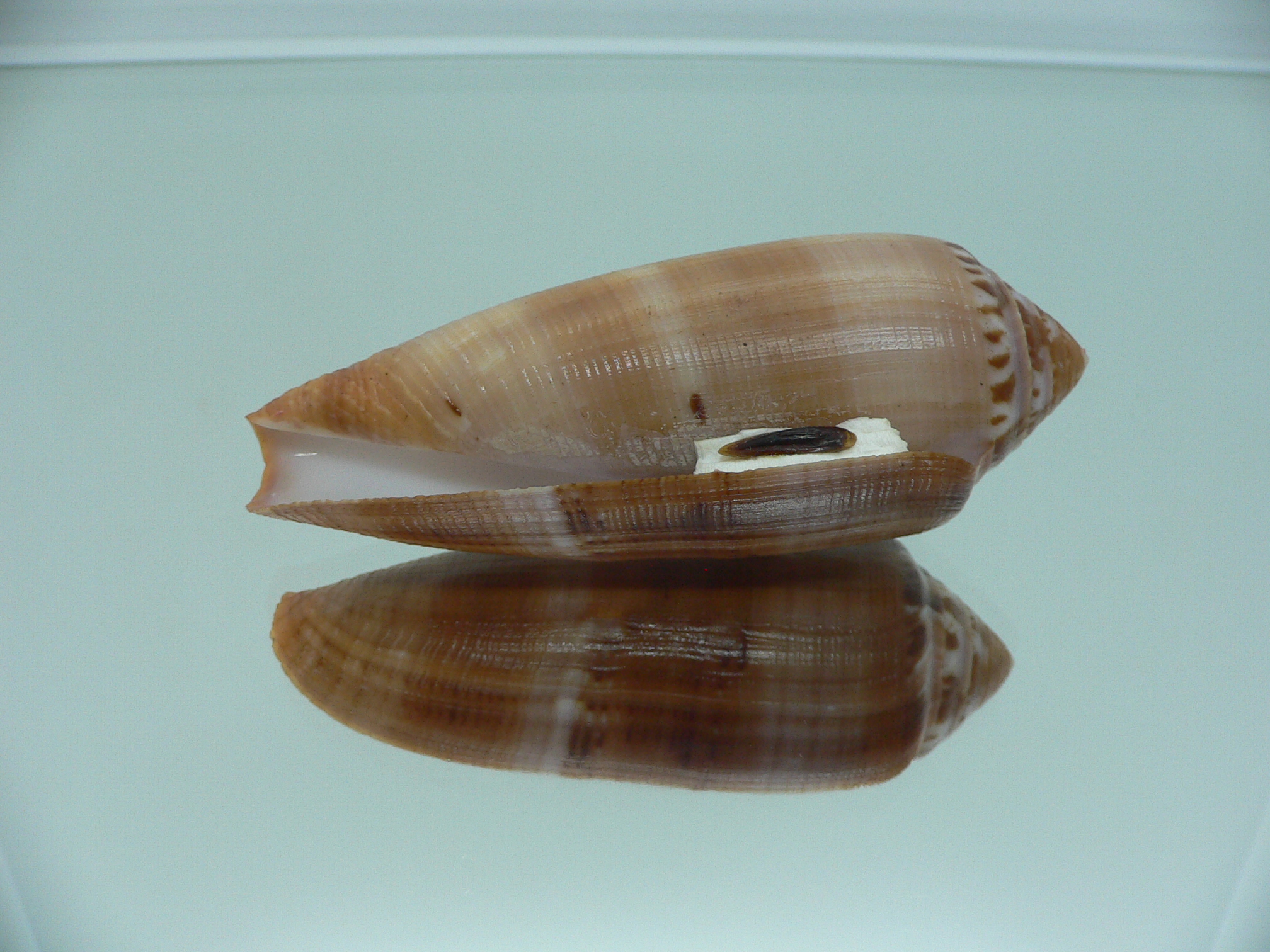 Conus circumcisus brazieri (var.) VERY BIG