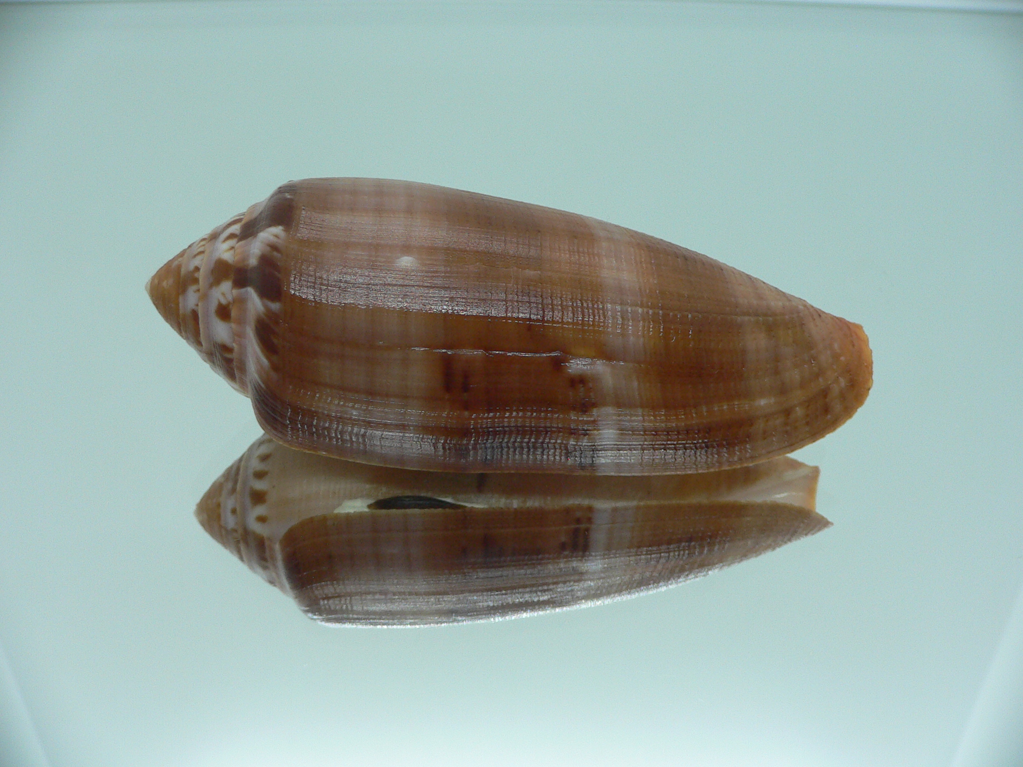 Conus circumcisus brazieri (var.) VERY BIG