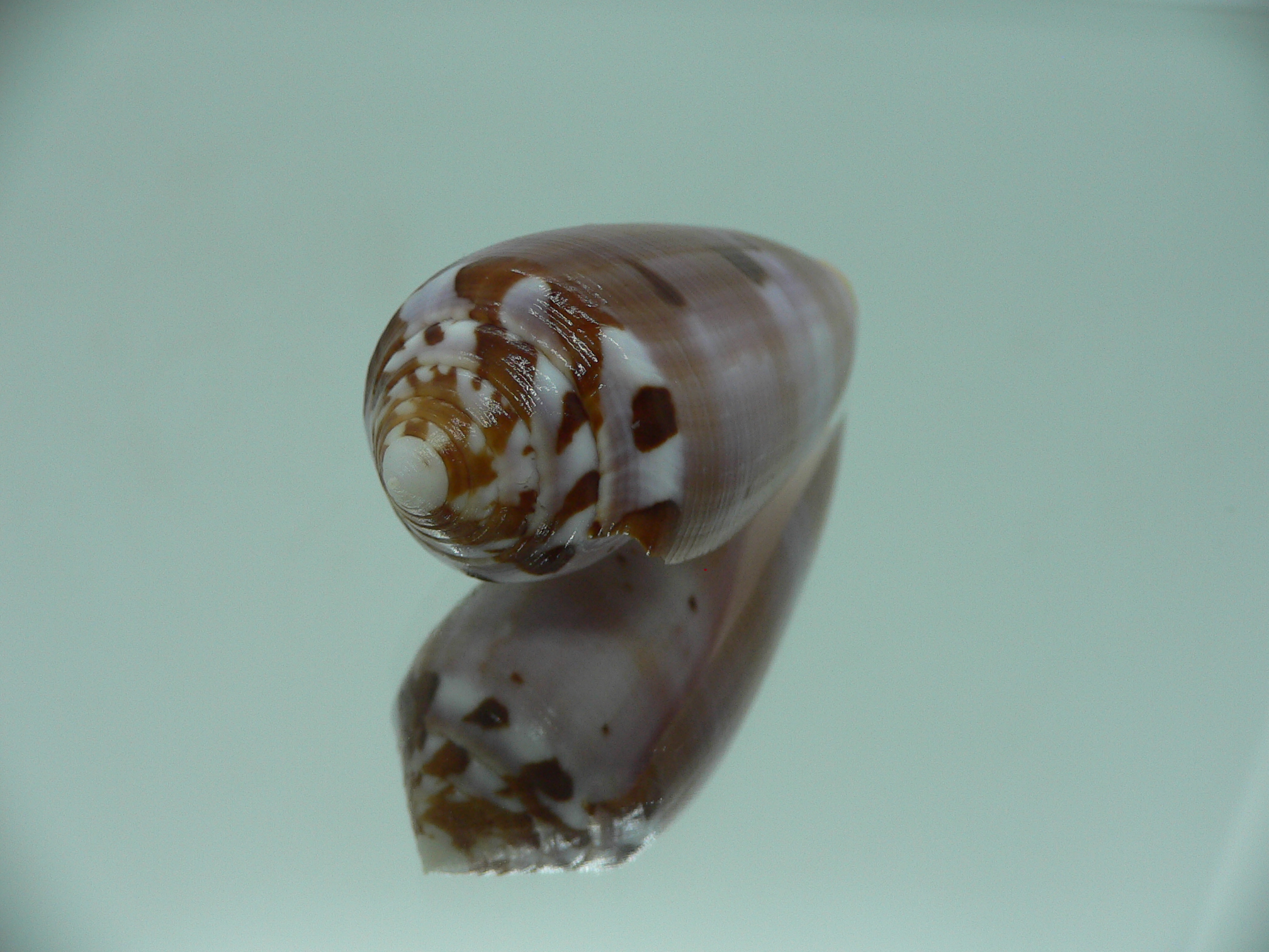 Conus circumcisus TRICOLOR
