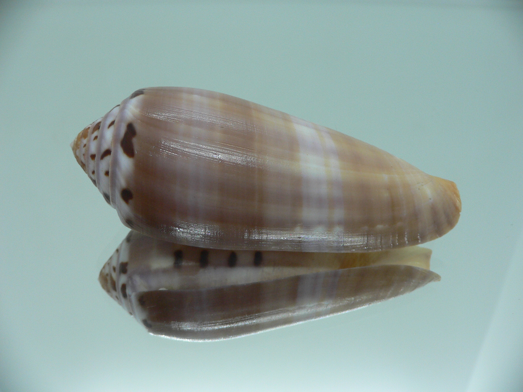 Conus circumcisus BIG