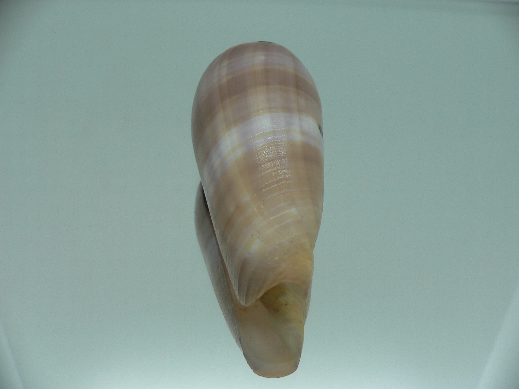 Conus circumcisus BIG