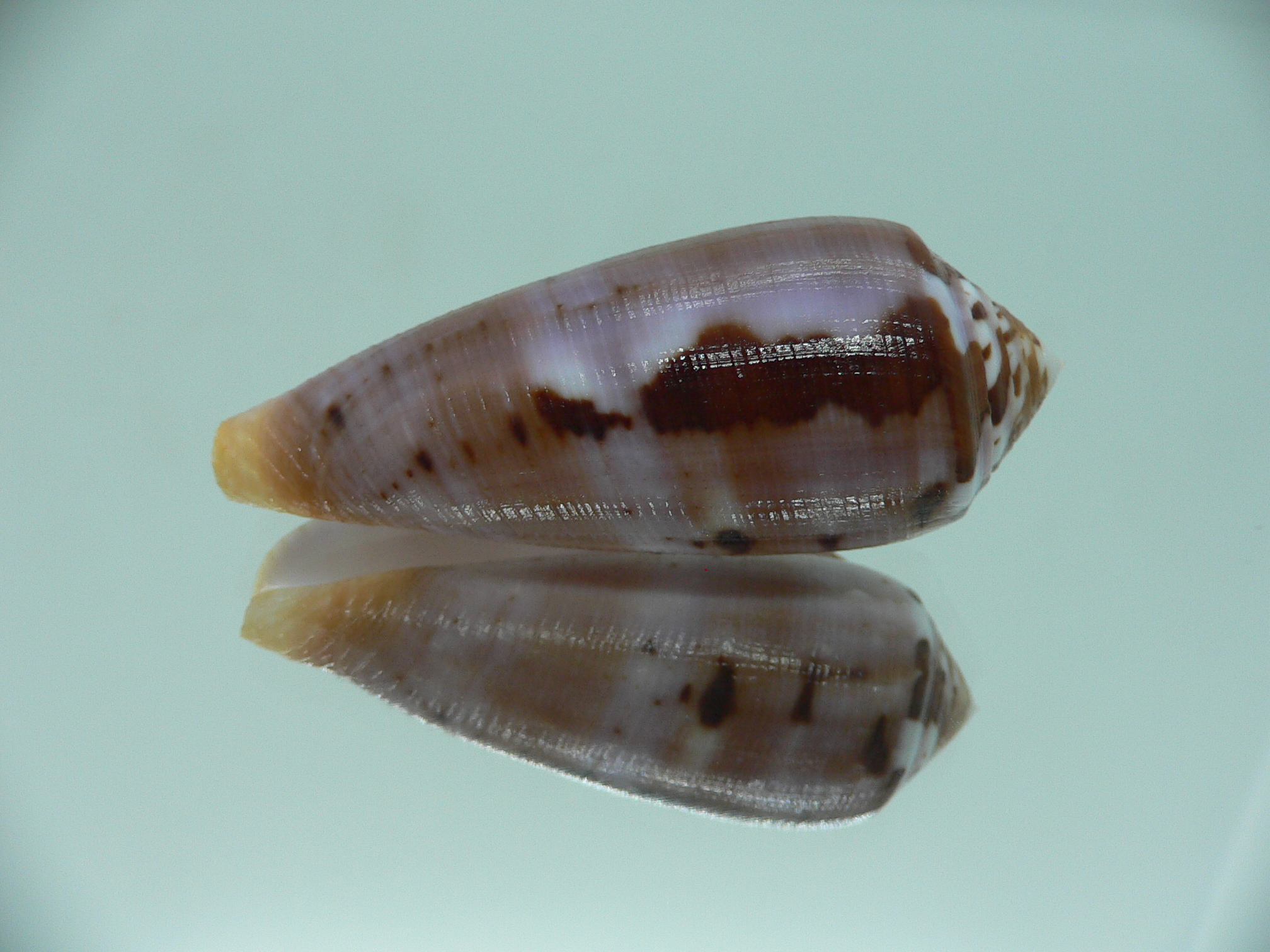Conus circumcisus TRICOLOR