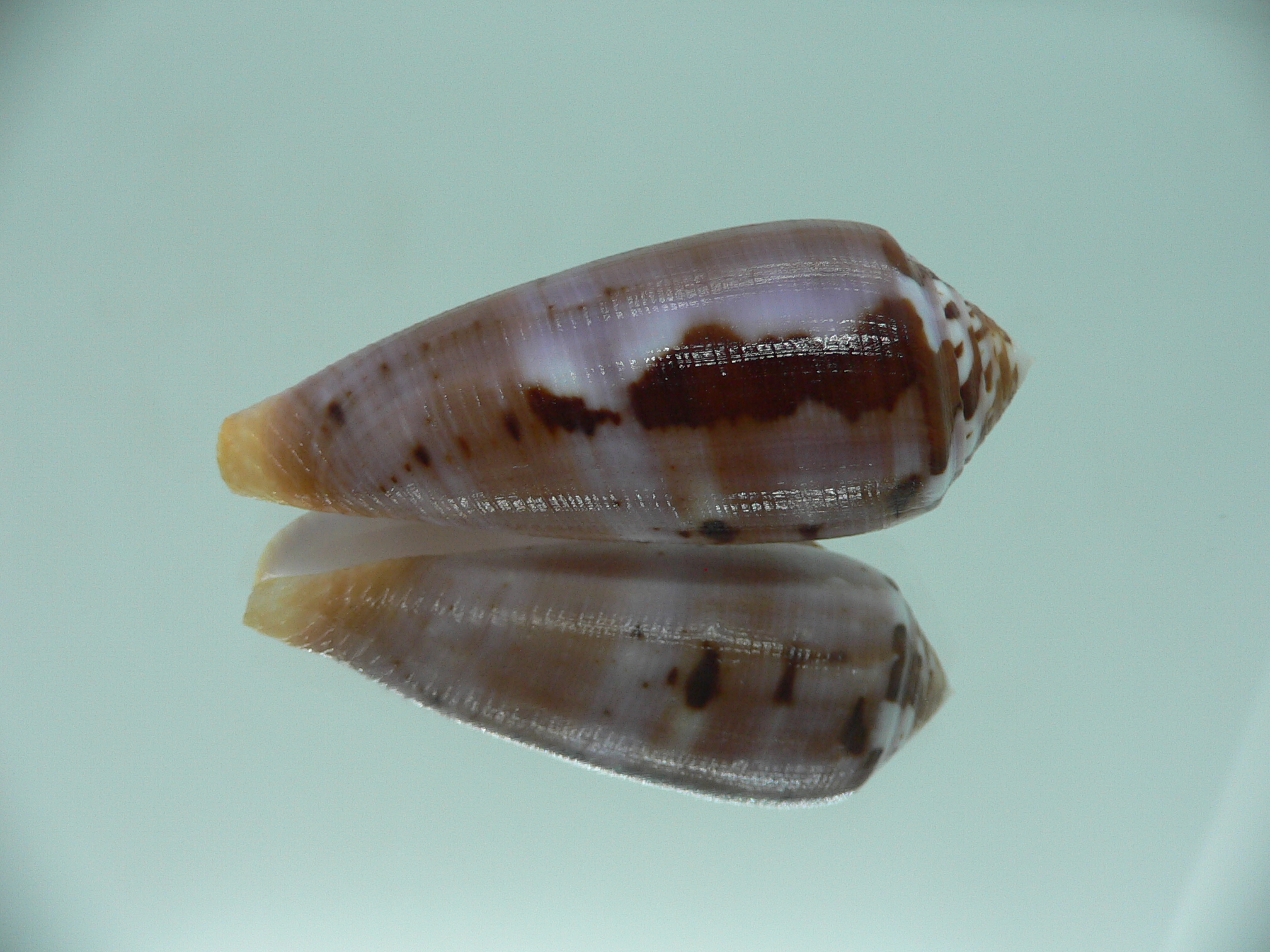 Conus circumcisus TRICOLOR
