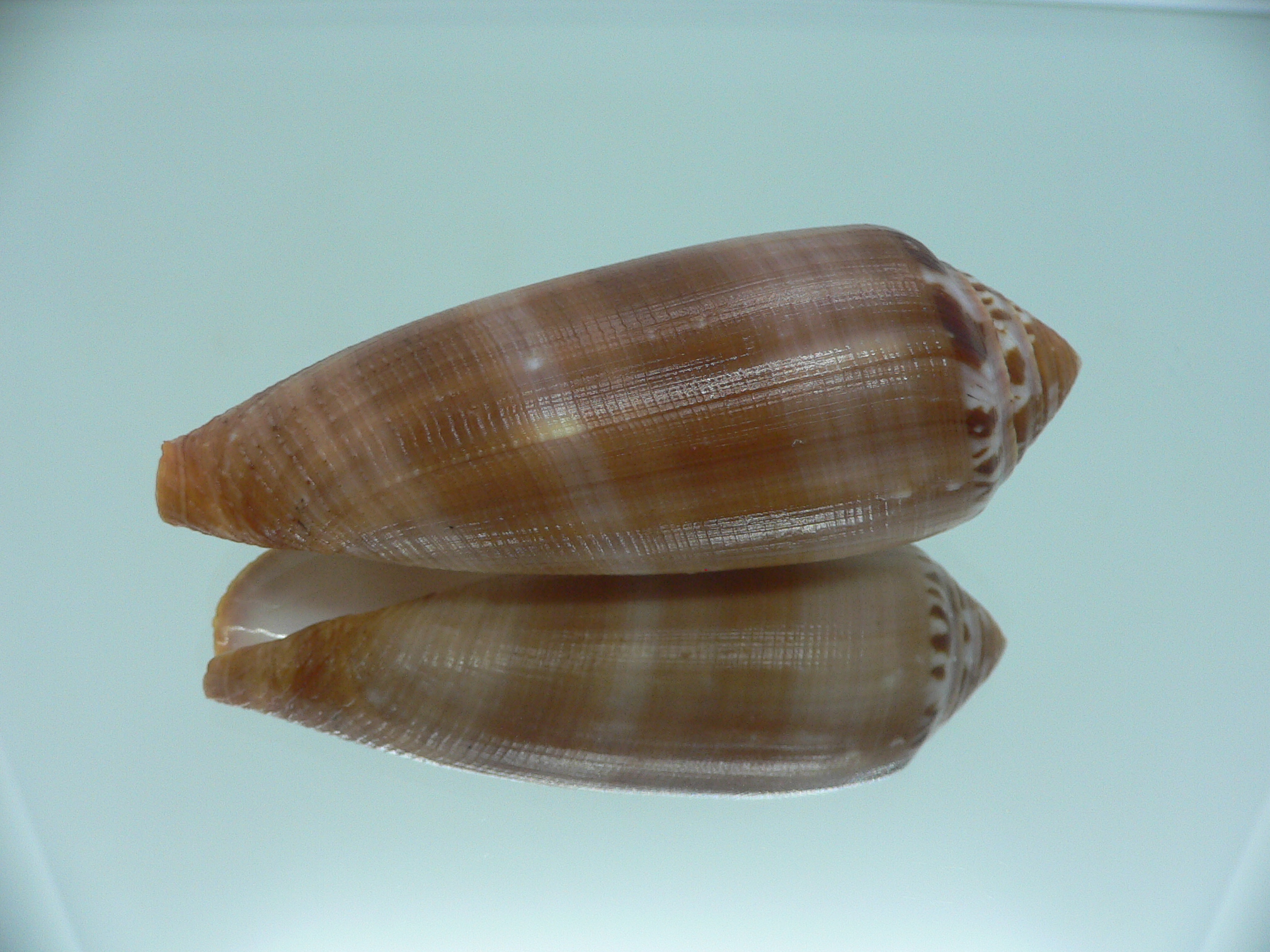 Conus circumcisus brazieri (var.) VERY BIG
