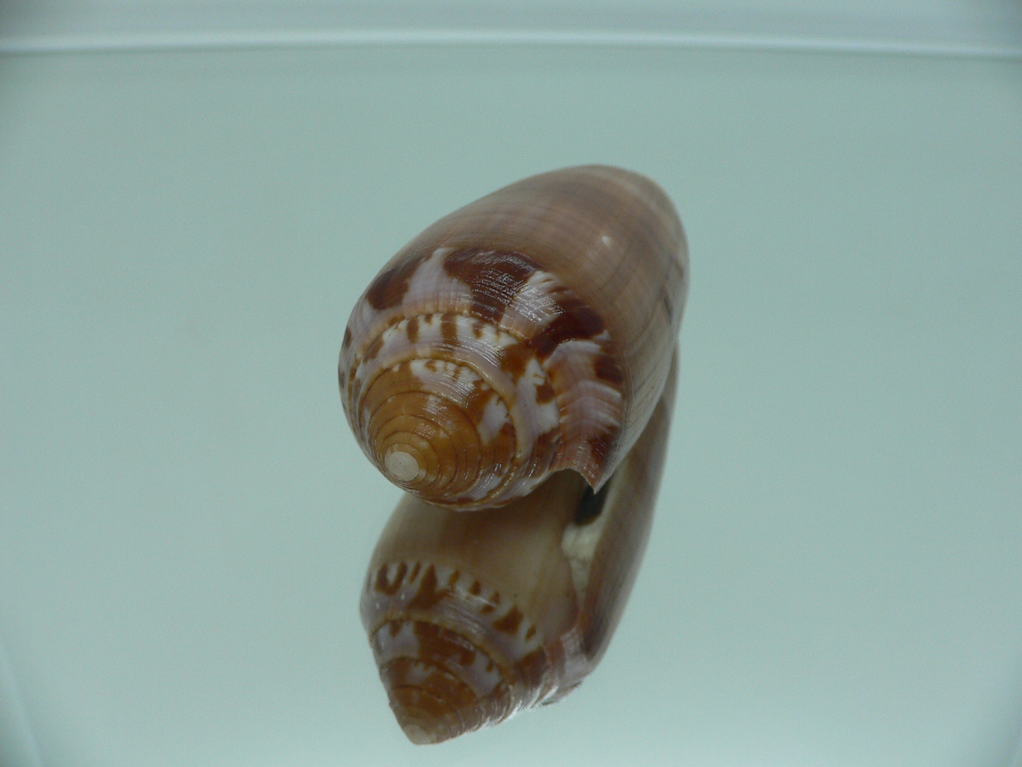 Conus circumcisus brazieri (var.) VERY BIG