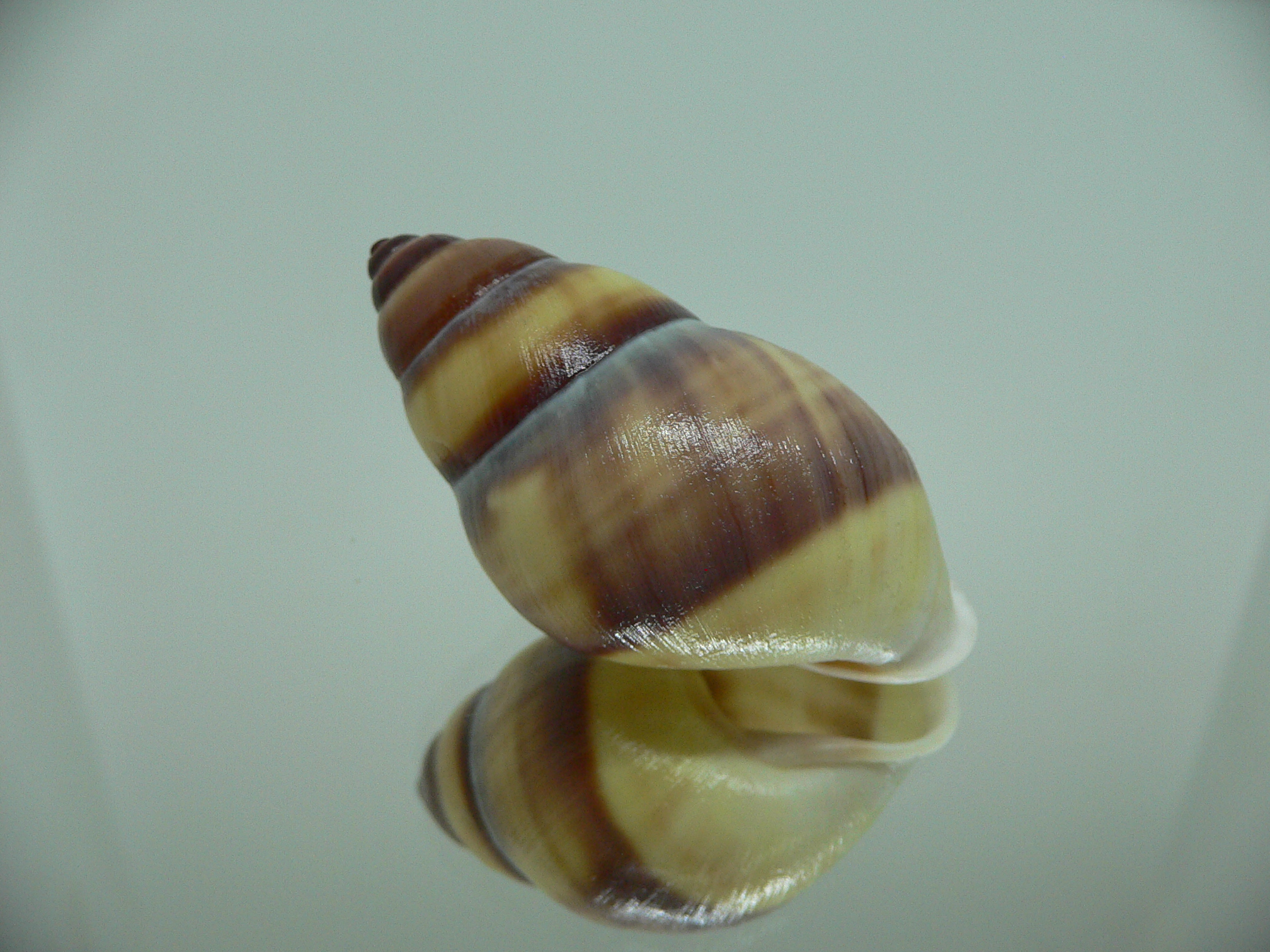 Amphidromus webbi simalurensis SUPER BEAUTIFUL