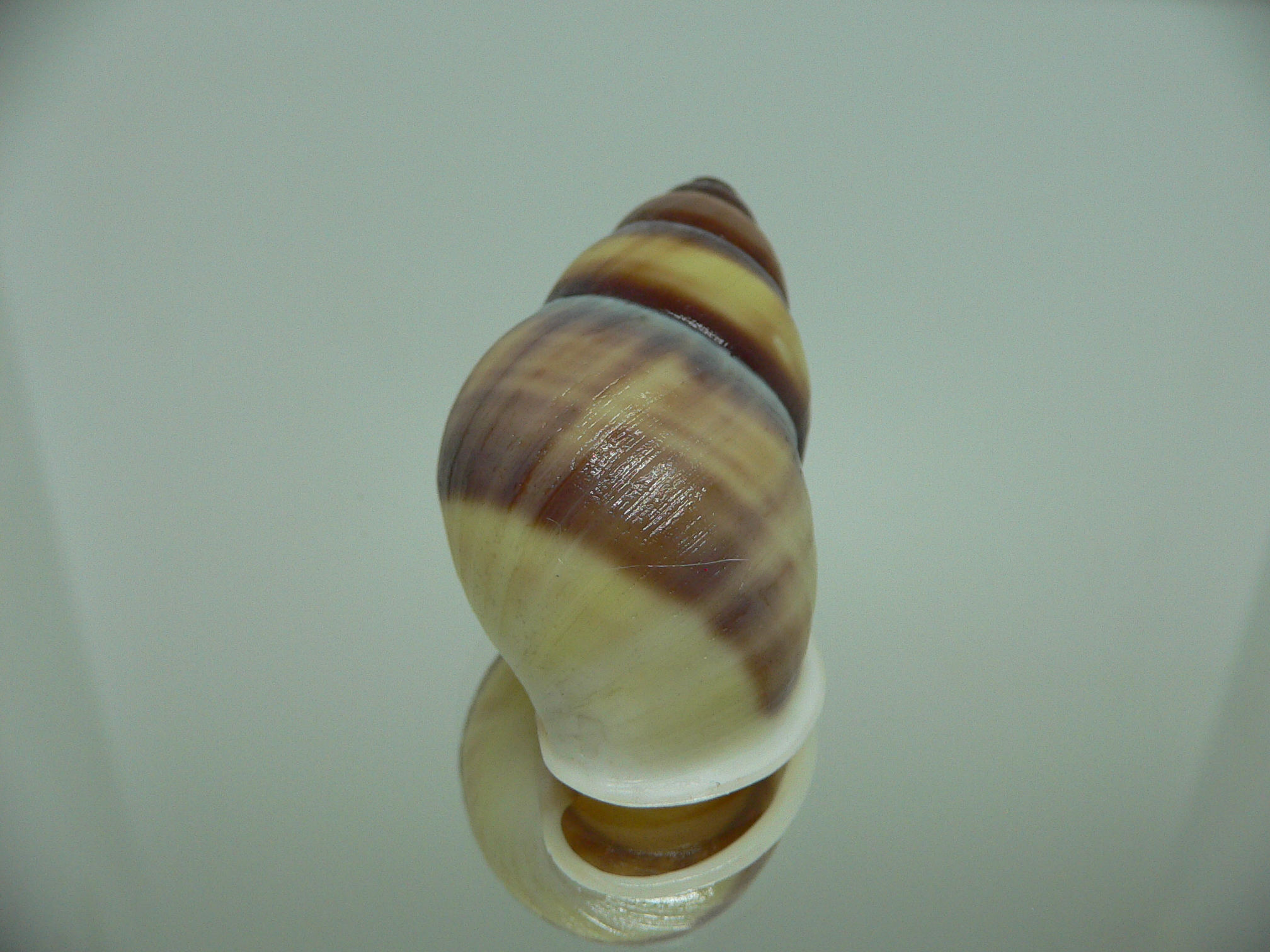 Amphidromus webbi simalurensis SUPER BEAUTIFUL