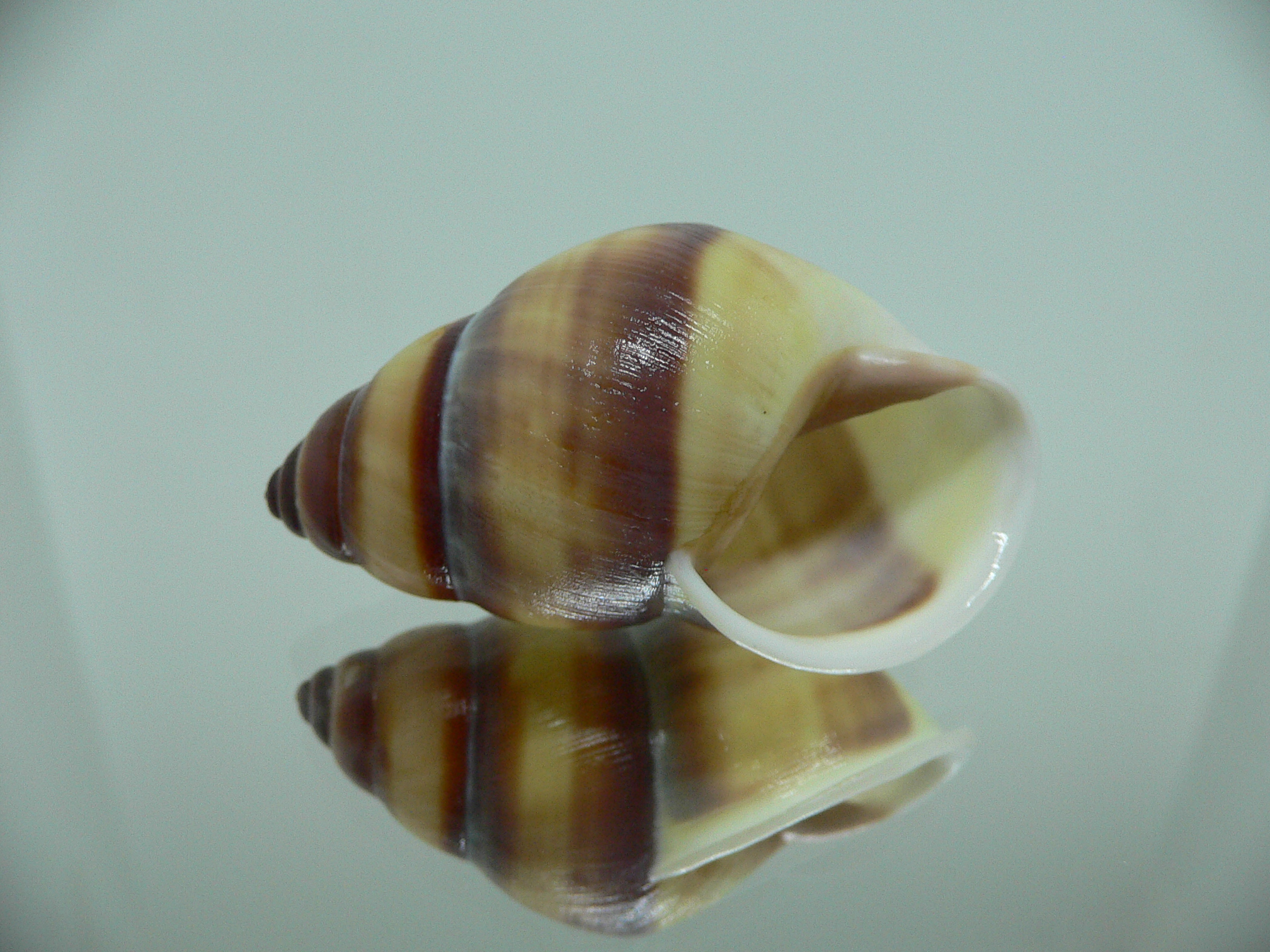 Amphidromus webbi simalurensis SUPER BEAUTIFUL