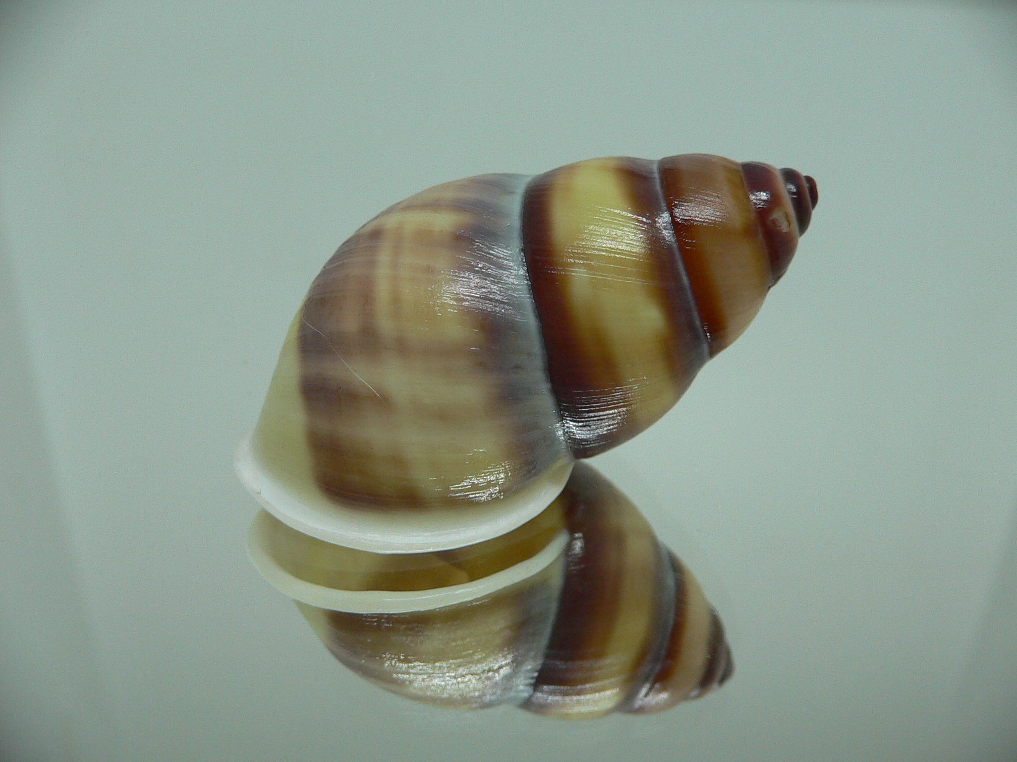 Amphidromus webbi simalurensis SUPER BEAUTIFUL