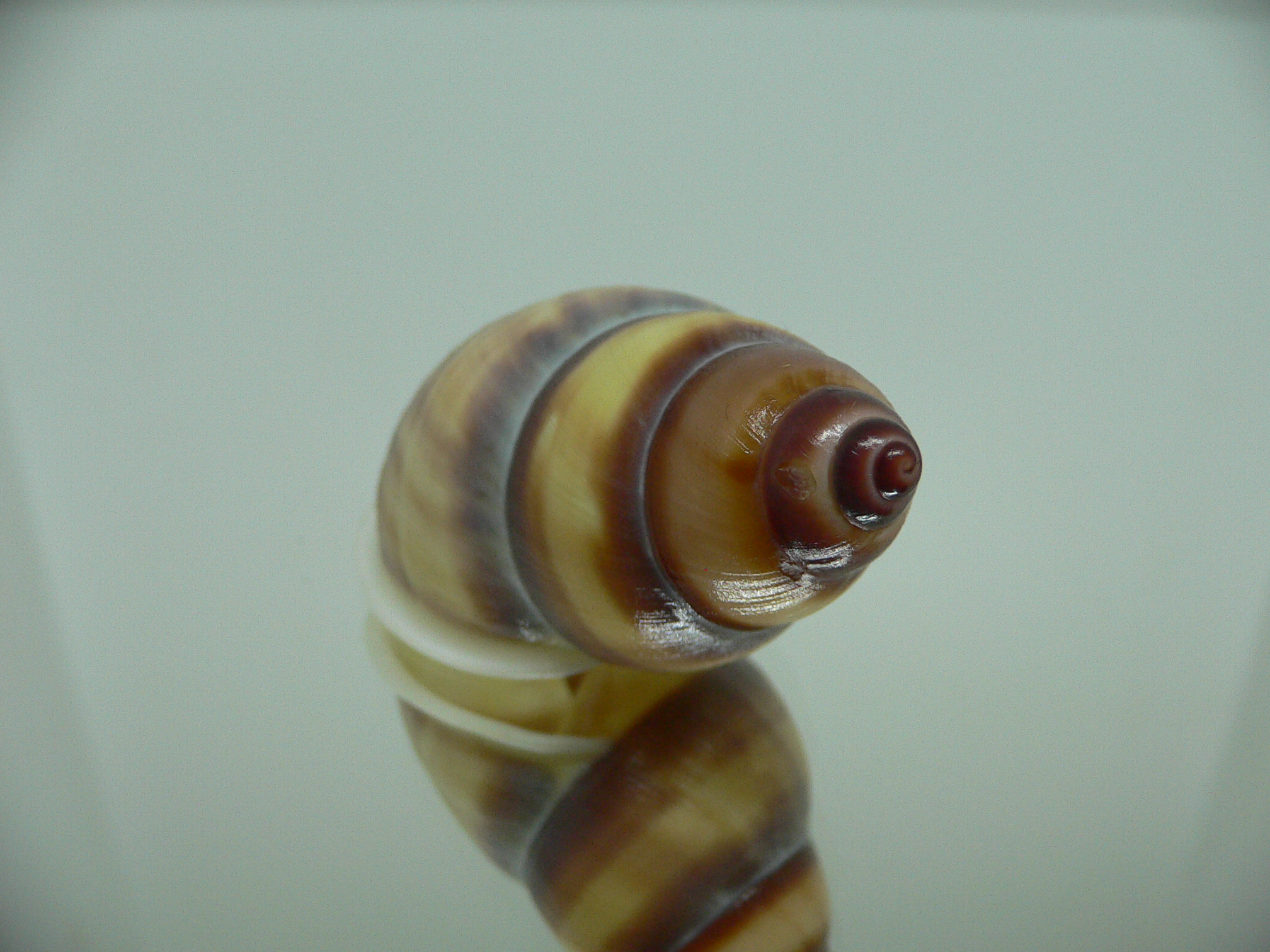 Amphidromus webbi simalurensis SUPER BEAUTIFUL