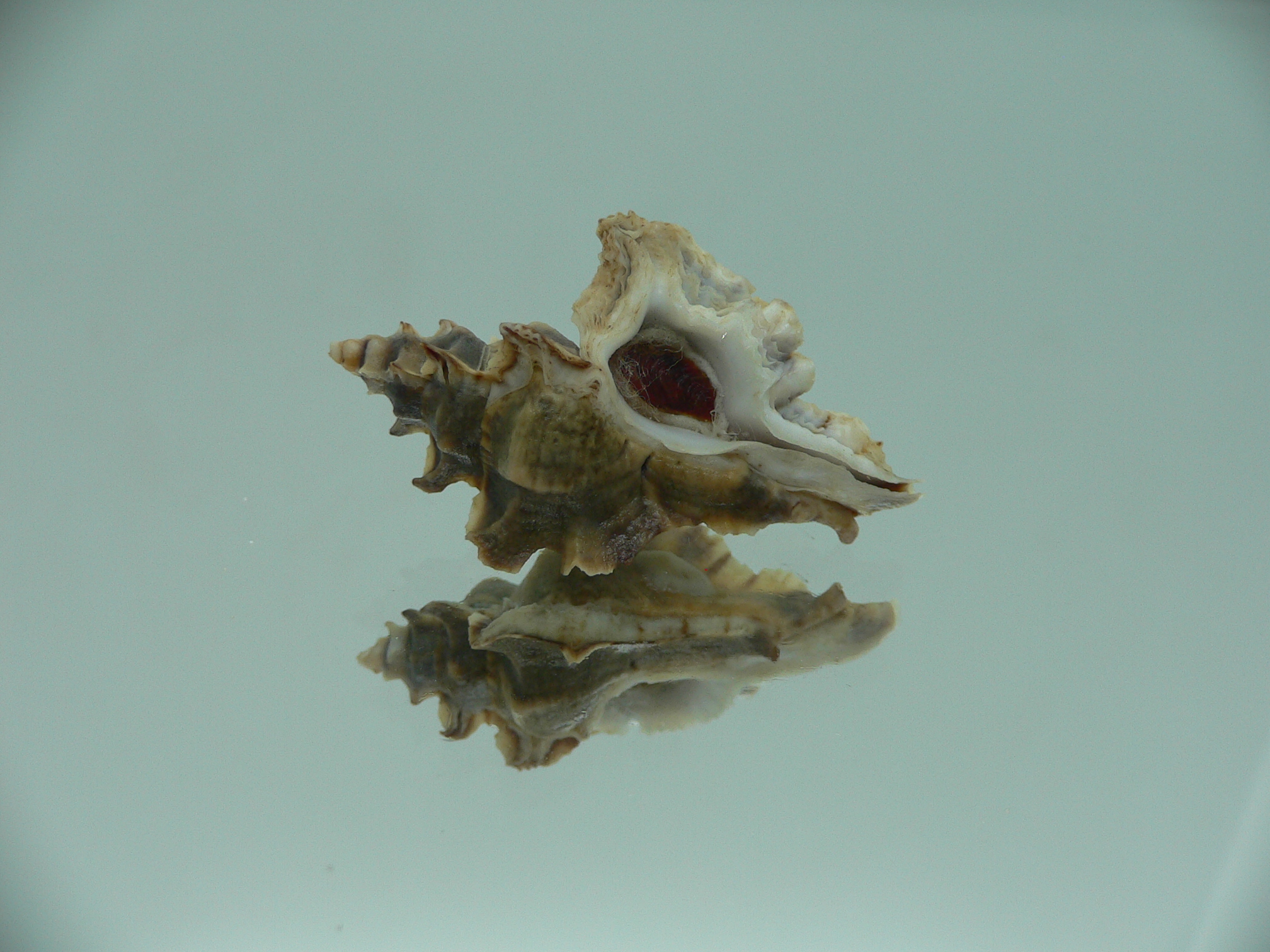 Pterochelus akation IDEAL