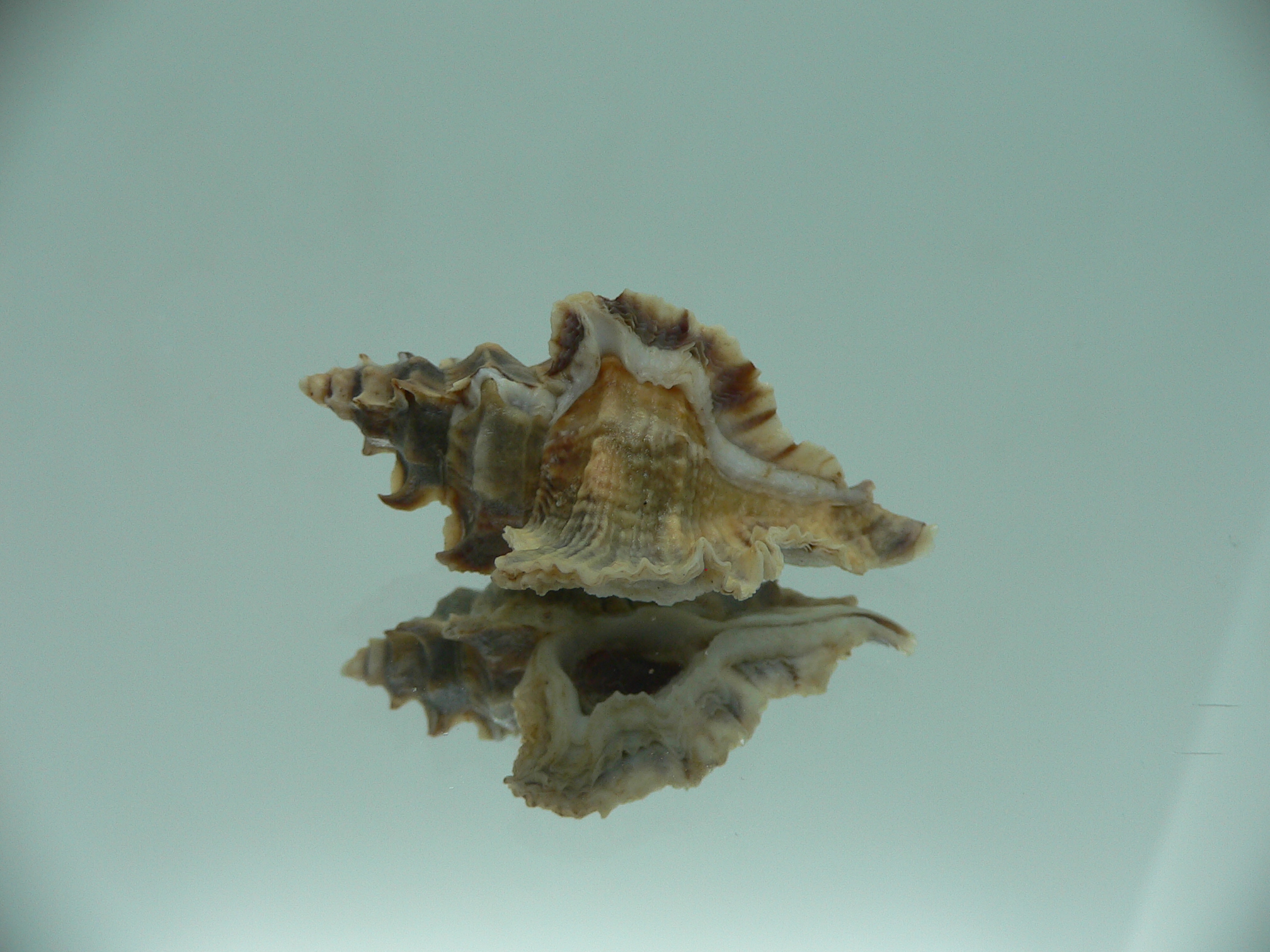 Pterochelus akation IDEAL