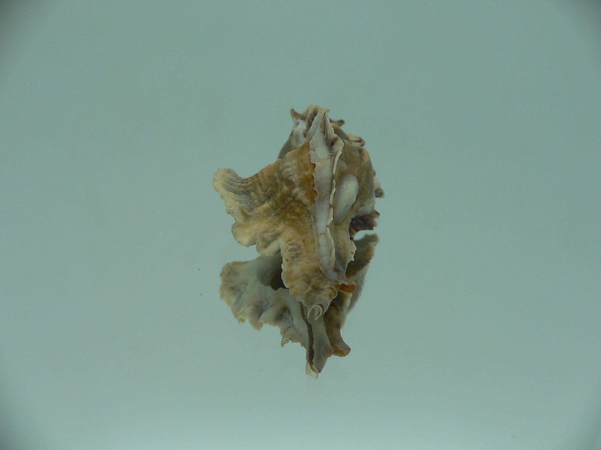 Pterochelus akation IDEAL