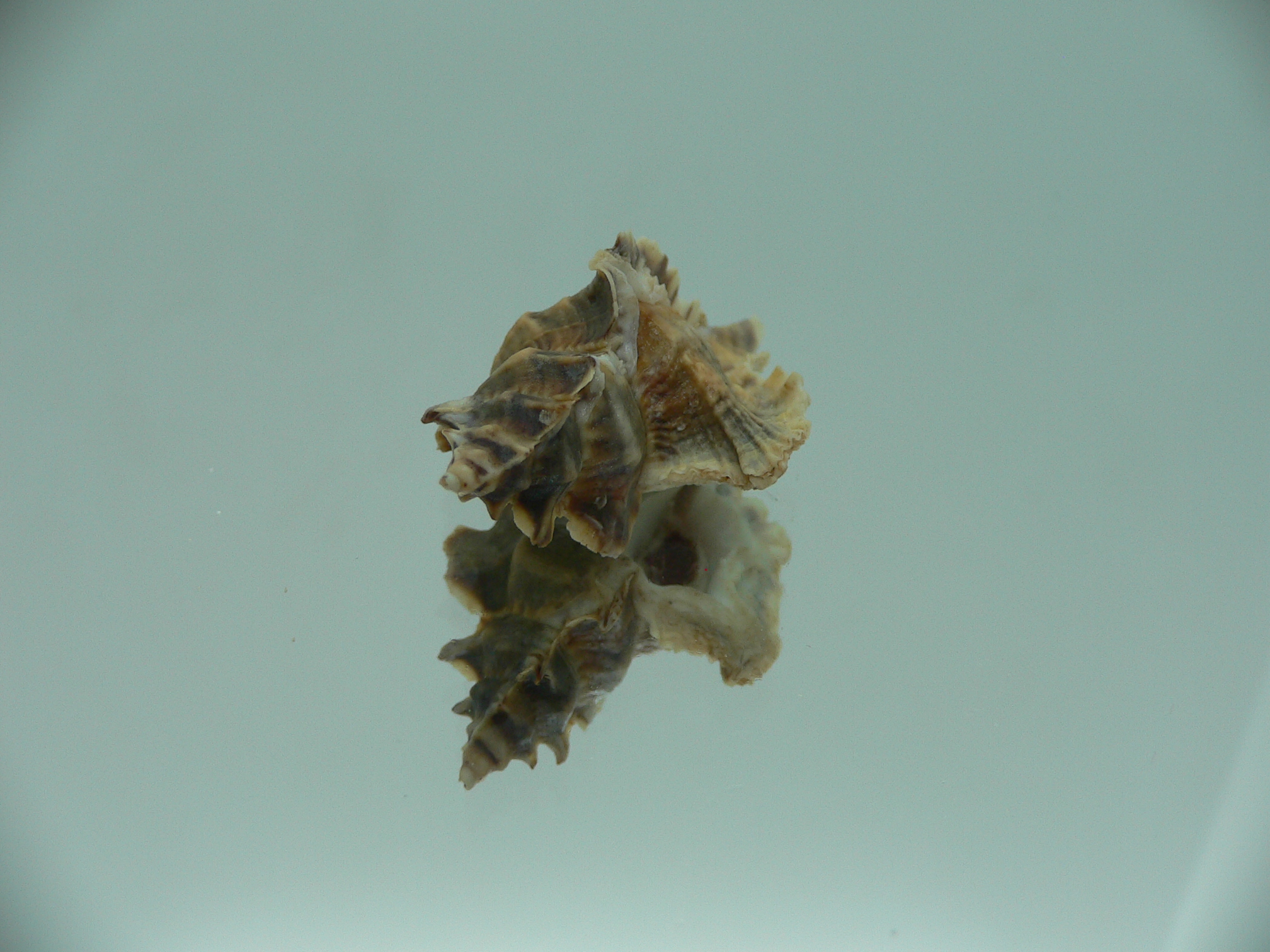 Pterochelus akation IDEAL