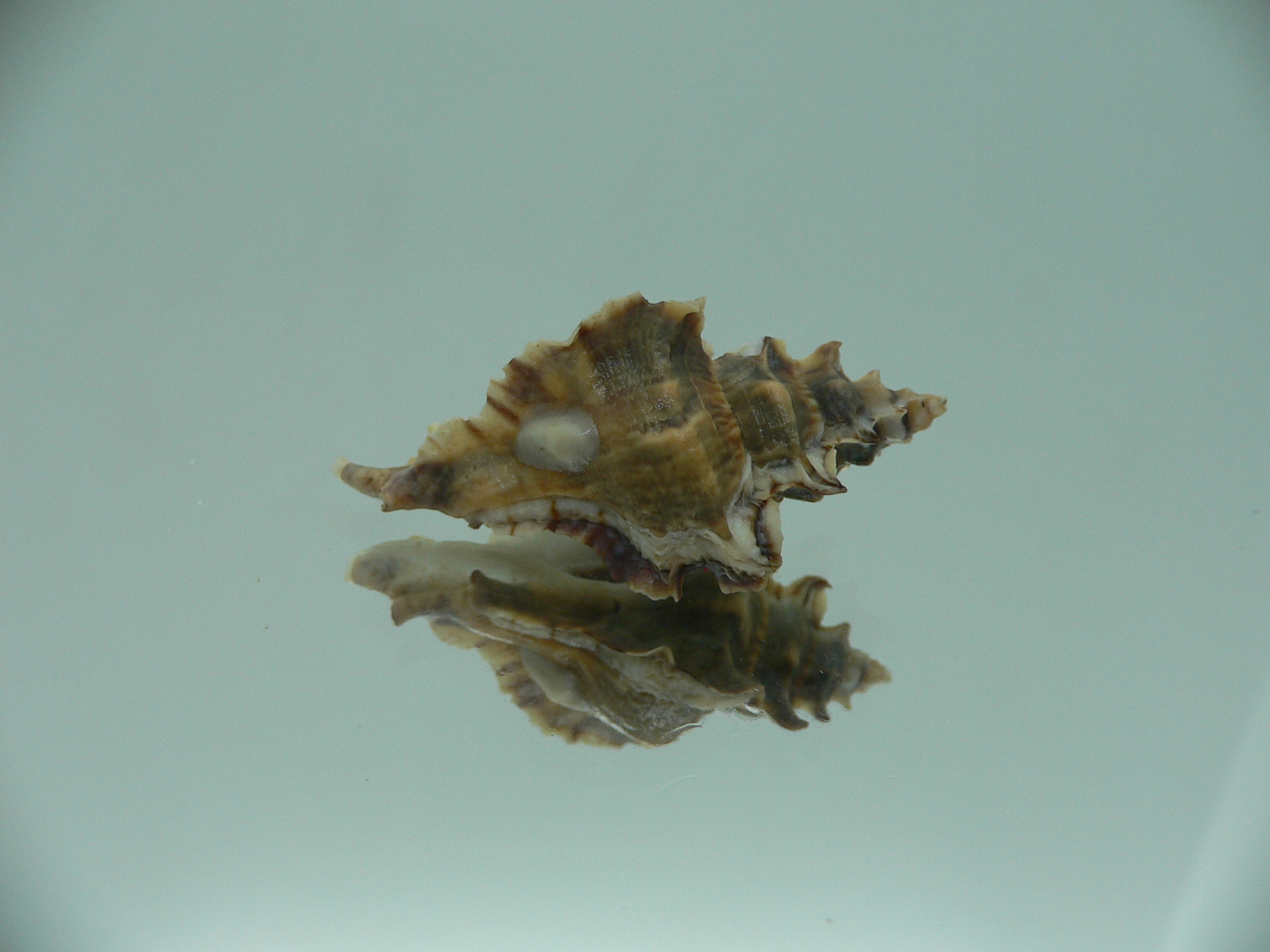 Pterochelus akation IDEAL