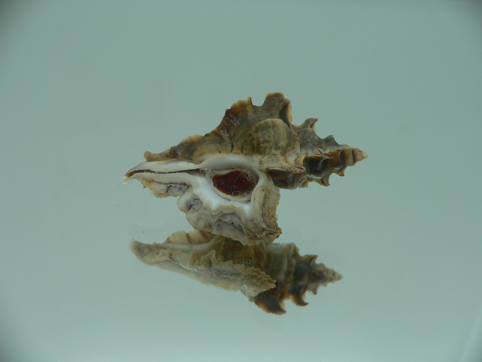 Pterochelus akation IDEAL