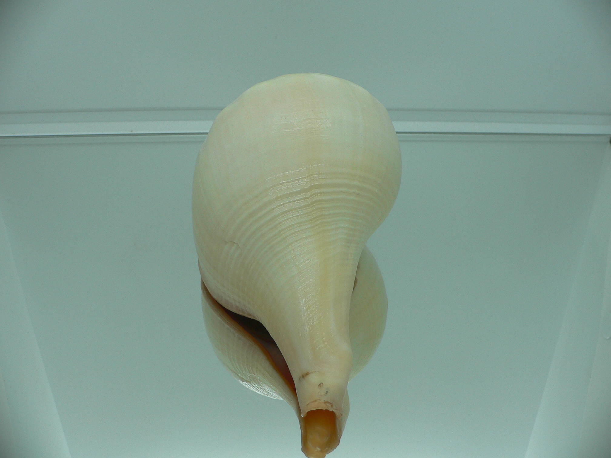 Turbinella pyrum pyrum IDEAL LIP & RED MOUTH