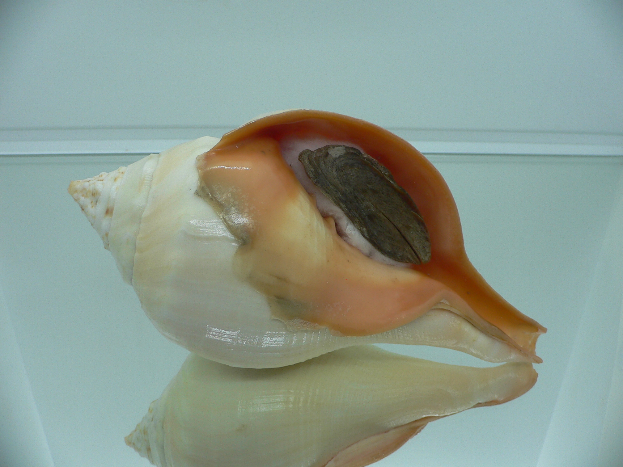 Turbinella pyrum pyrum IDEAL LIP & RED MOUTH