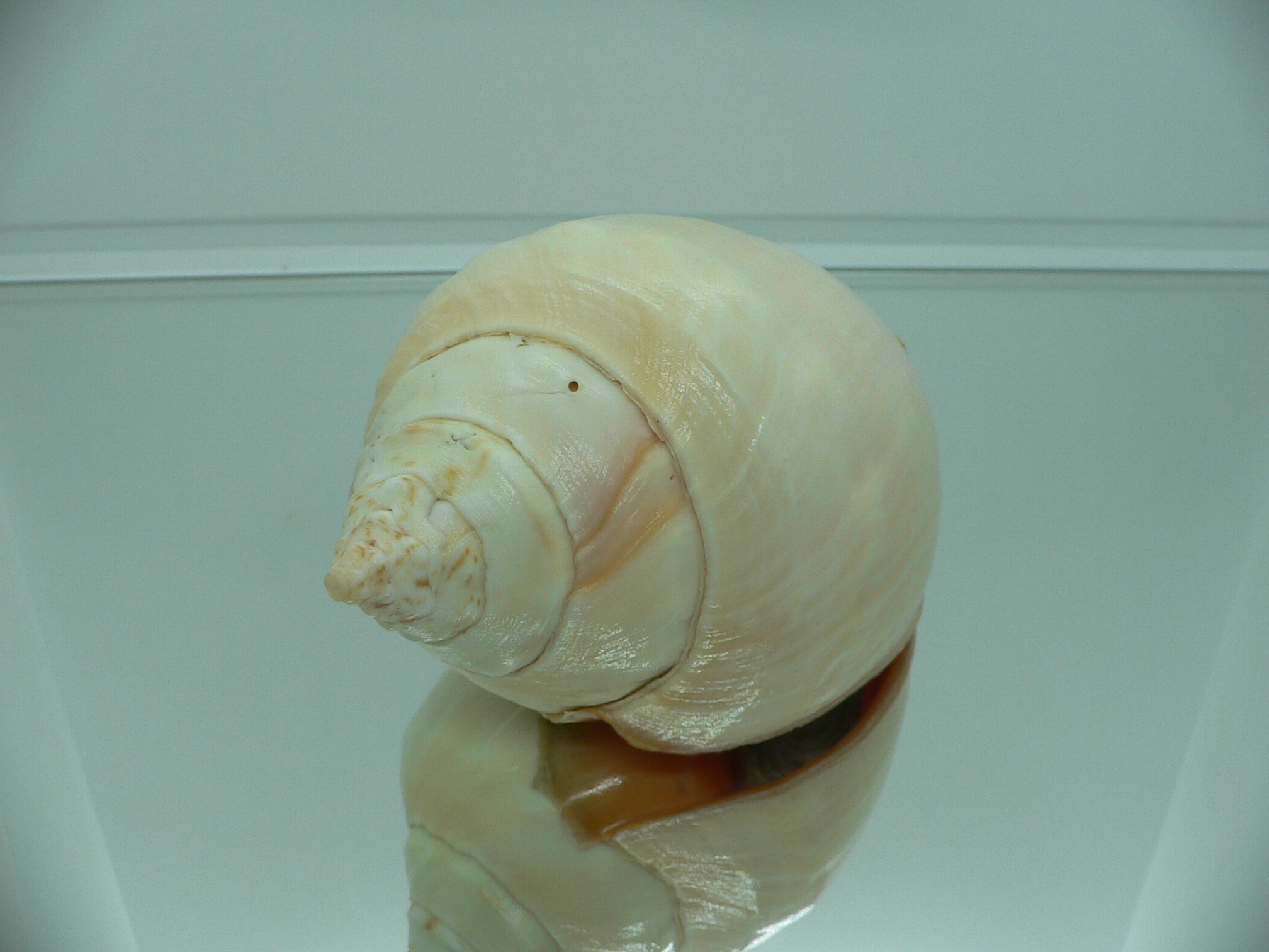 Turbinella pyrum pyrum IDEAL LIP & RED MOUTH