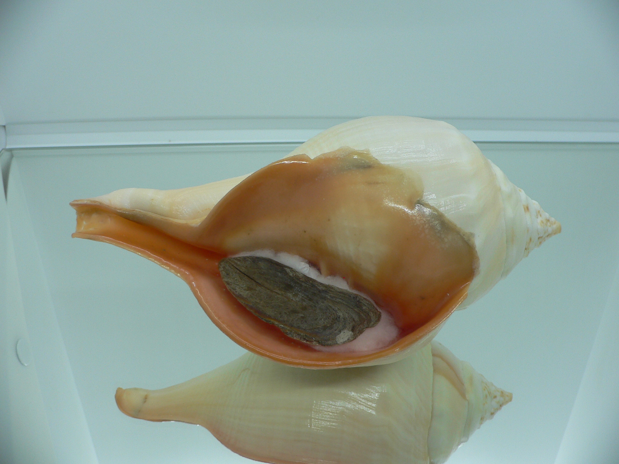 Turbinella pyrum pyrum IDEAL LIP & RED MOUTH