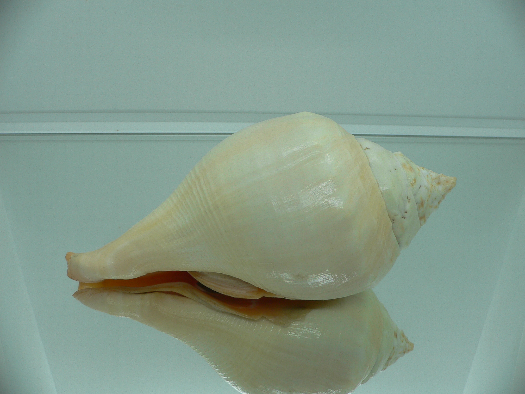 Turbinella pyrum pyrum IDEAL LIP & RED MOUTH