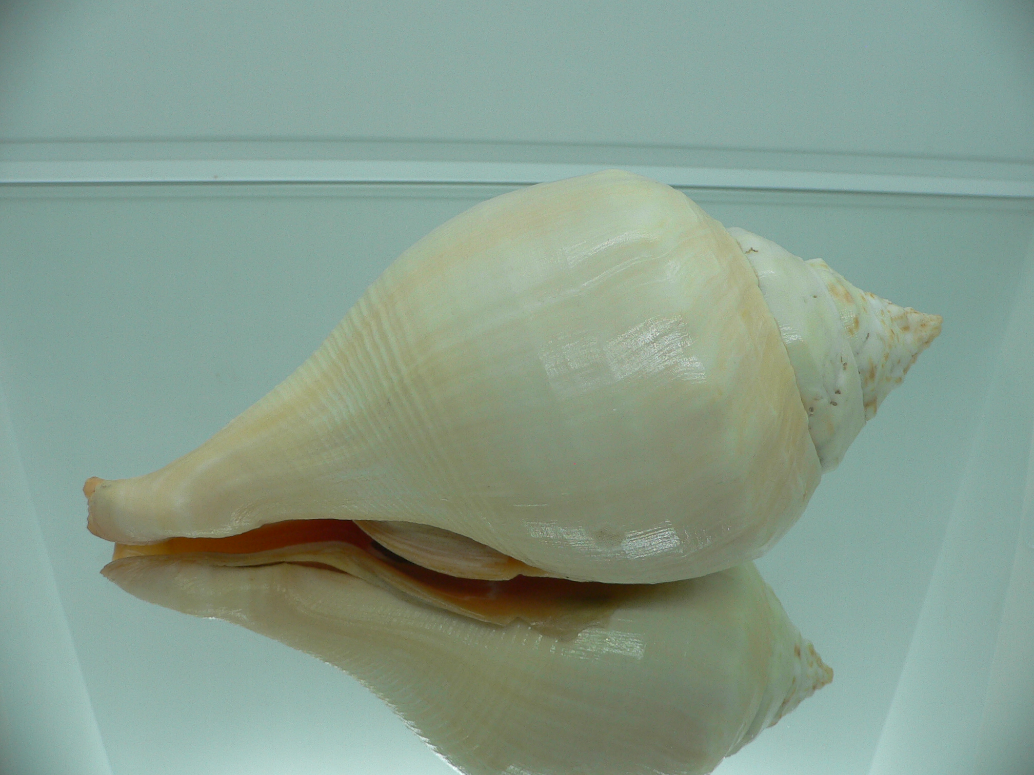 Turbinella pyrum pyrum IDEAL LIP & RED MOUTH