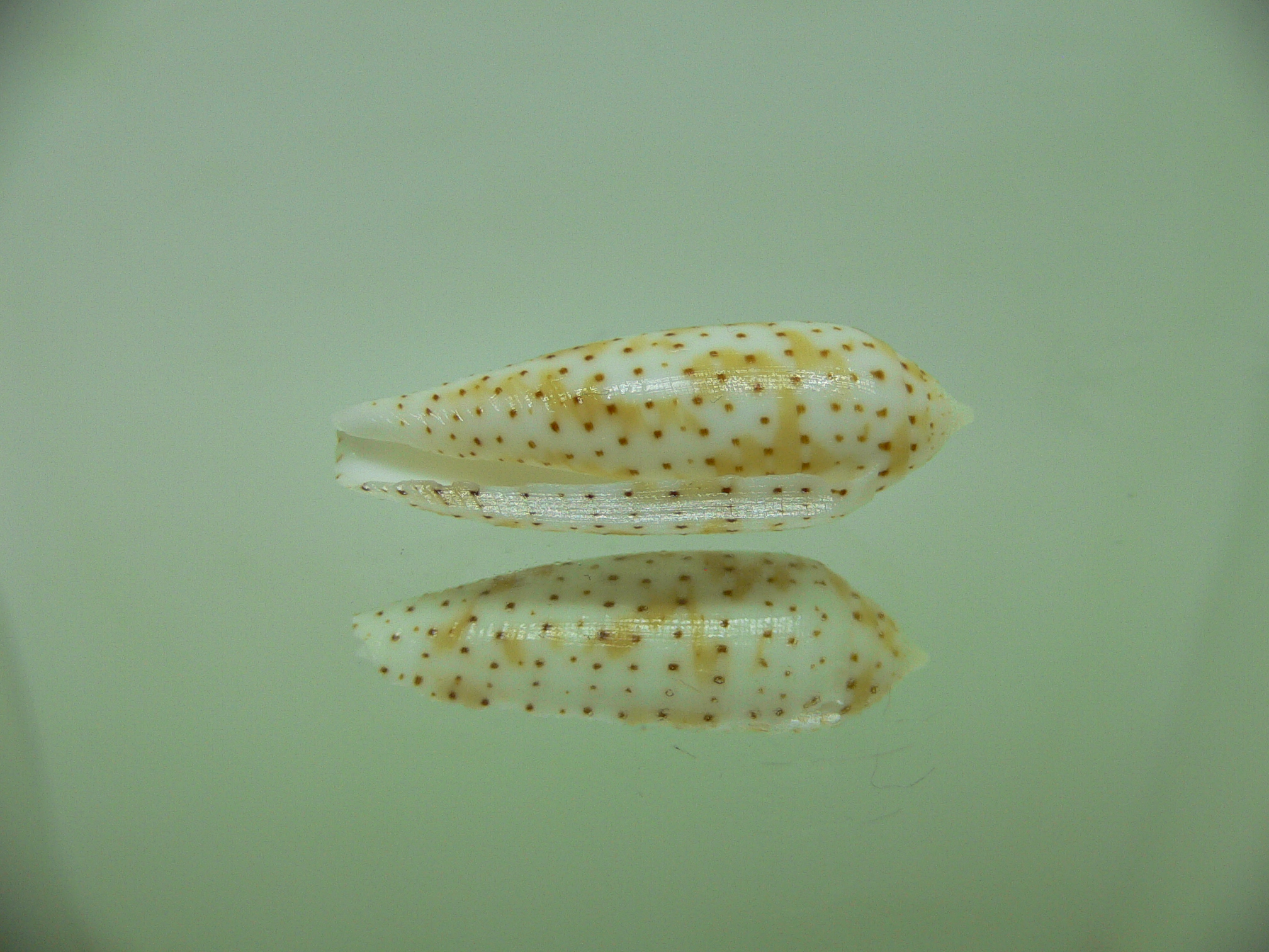 Conus nussatella DOTTED LINE