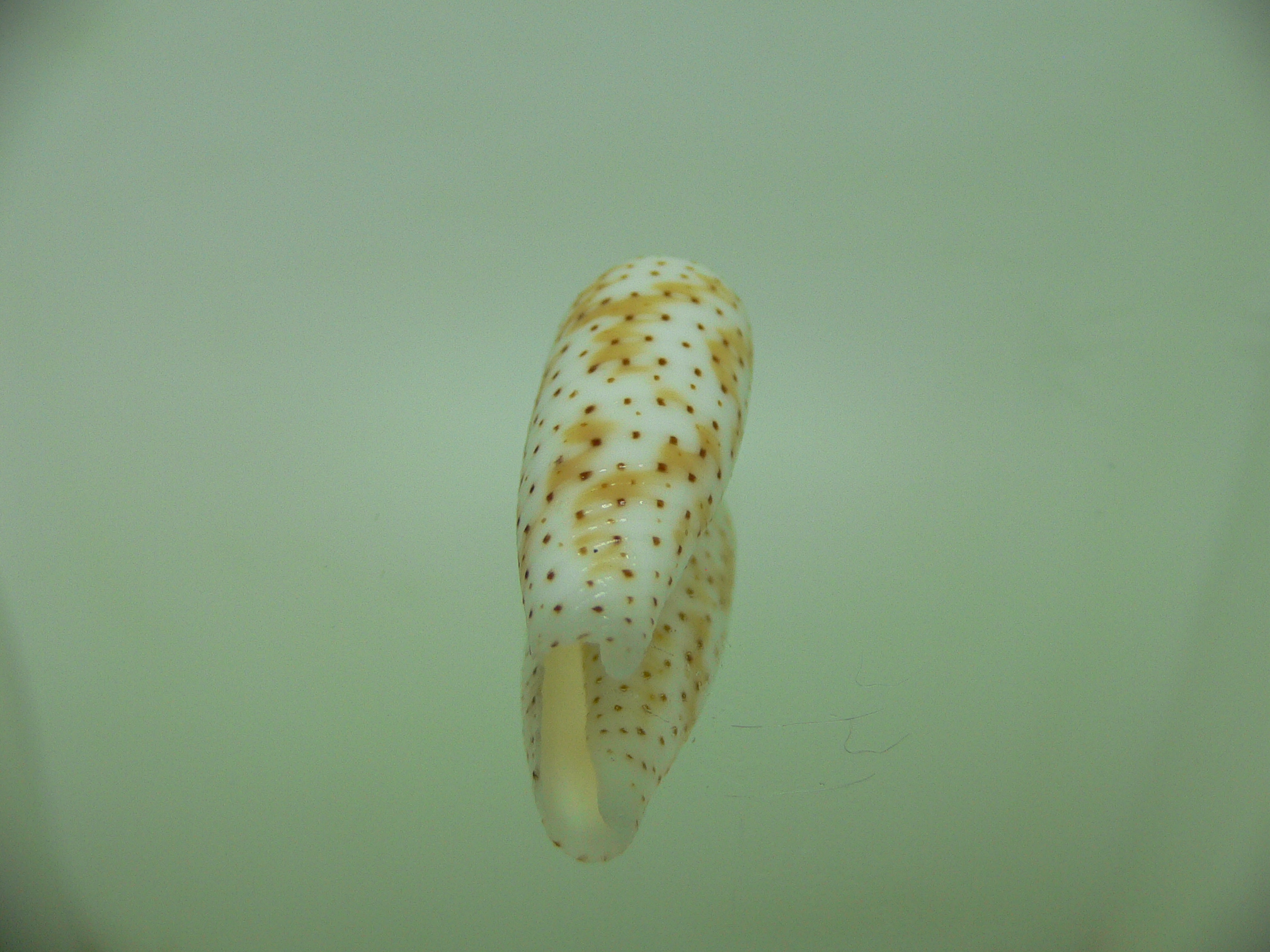 Conus nussatella DOTTED LINE