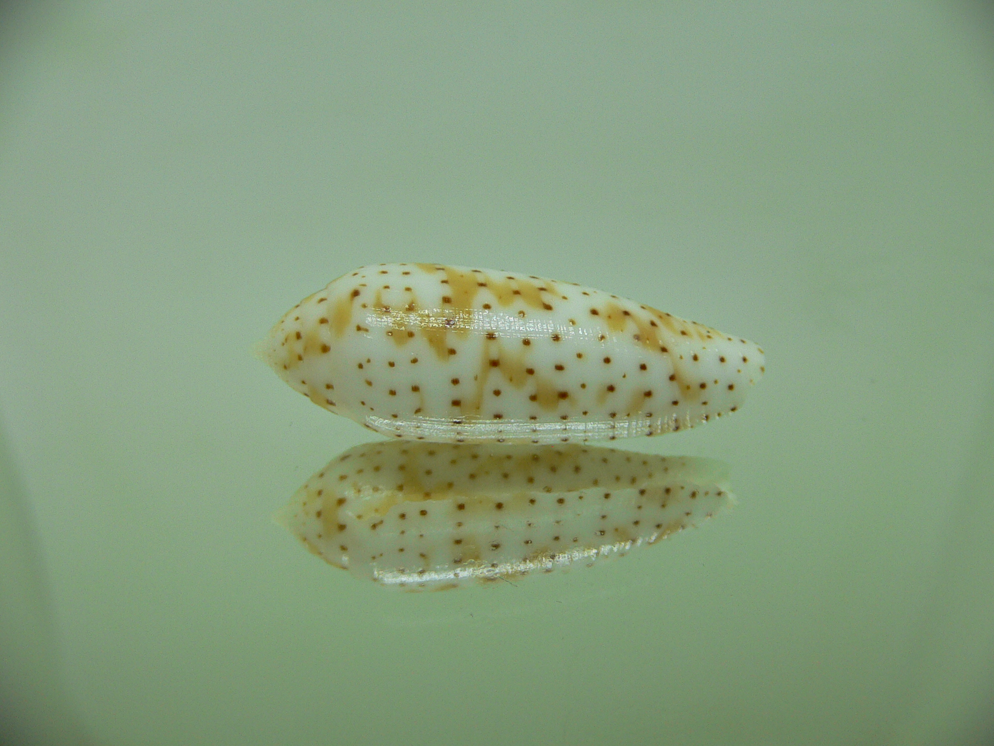 Conus nussatella DOTTED LINE