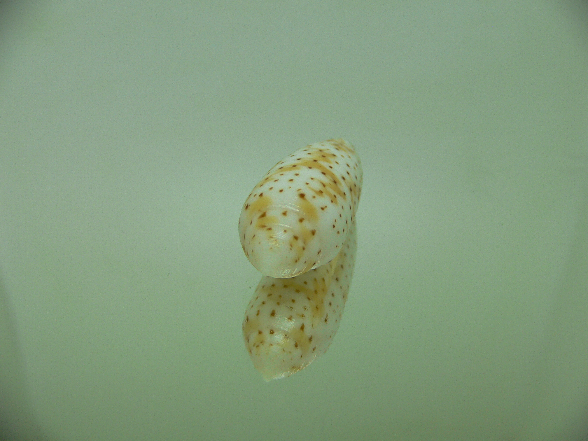 Conus nussatella DOTTED LINE