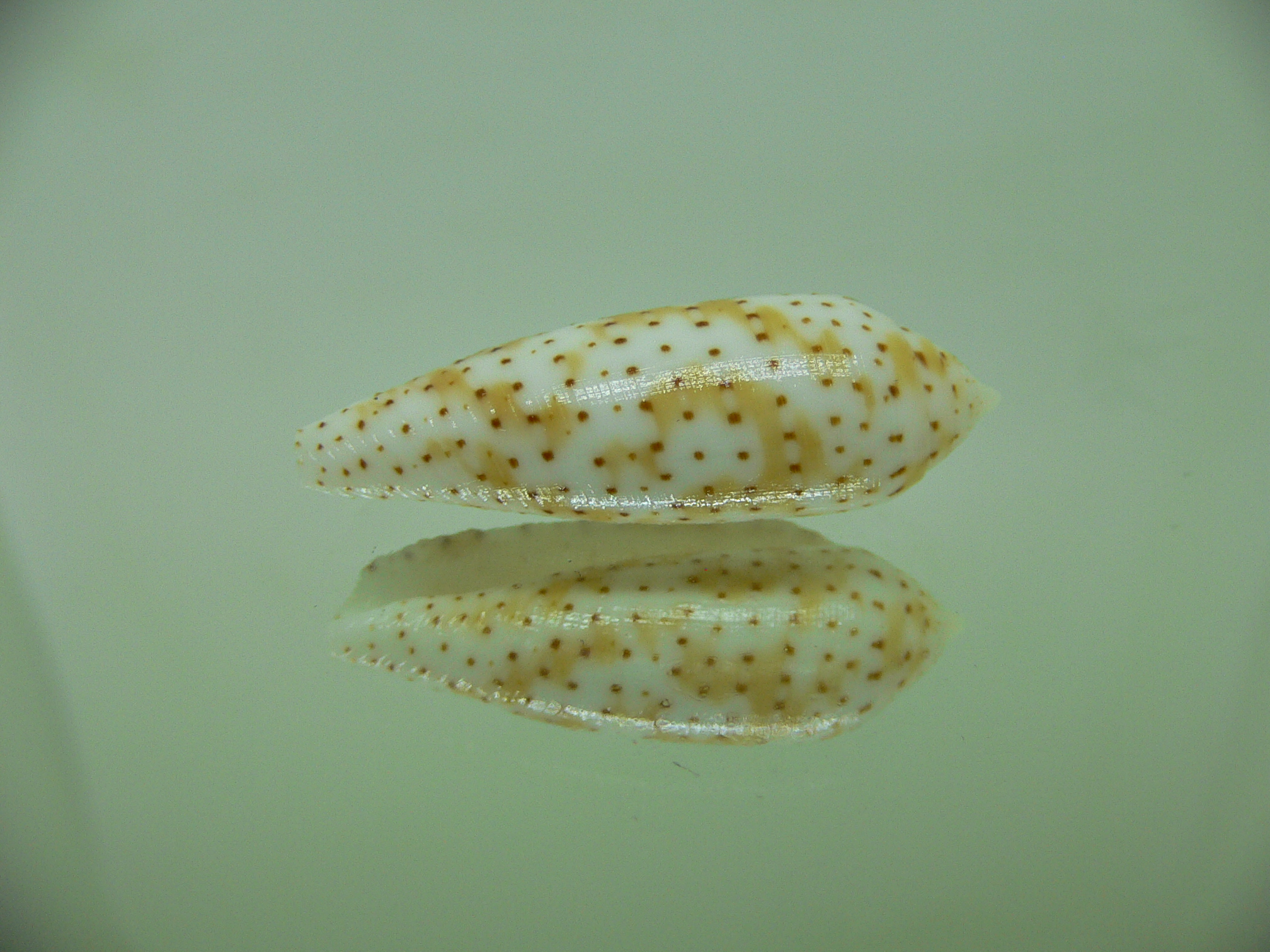 Conus nussatella DOTTED LINE