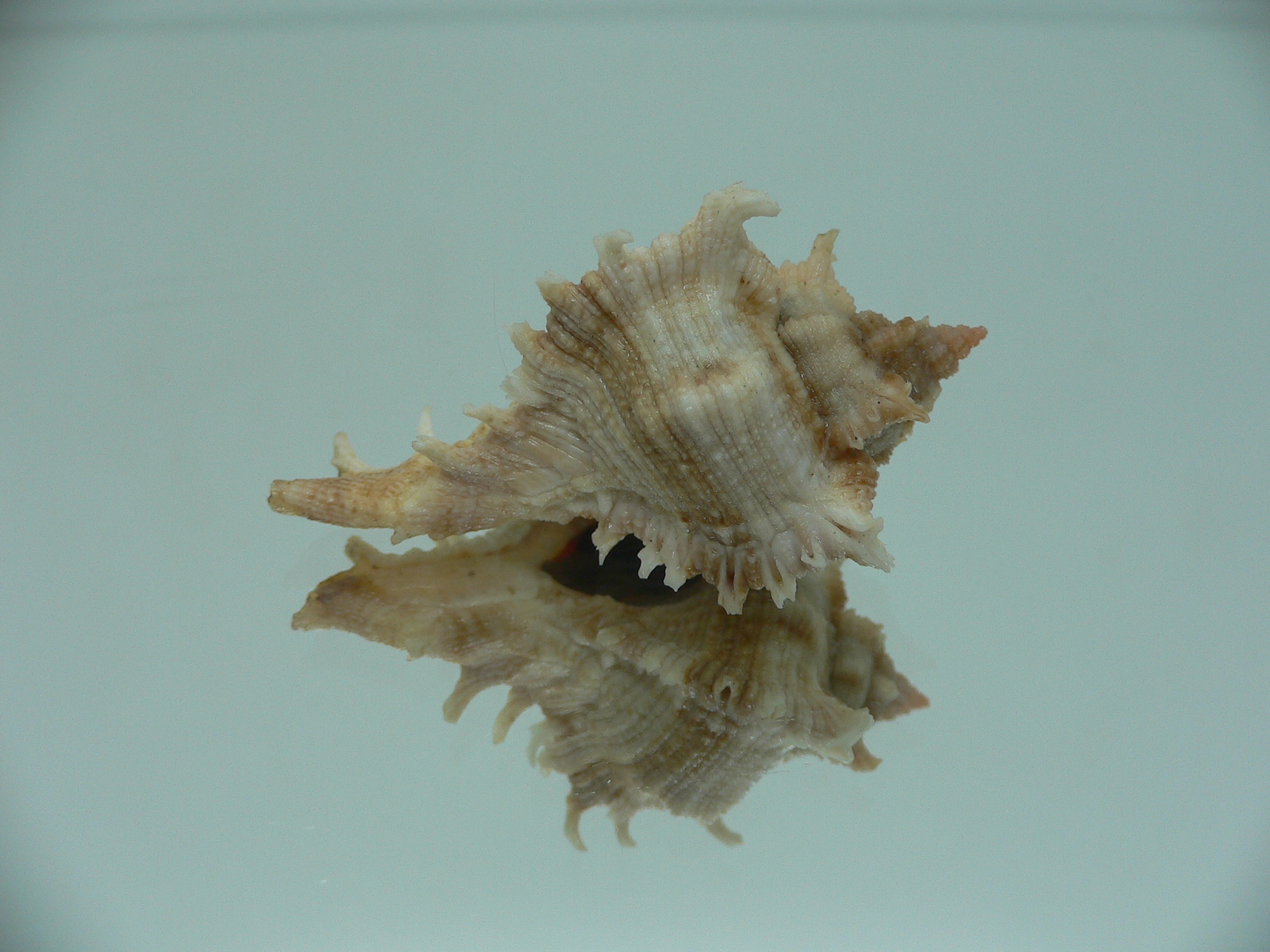 Chicoreus virgineus ponderosus (var.) STRIPES DWARF