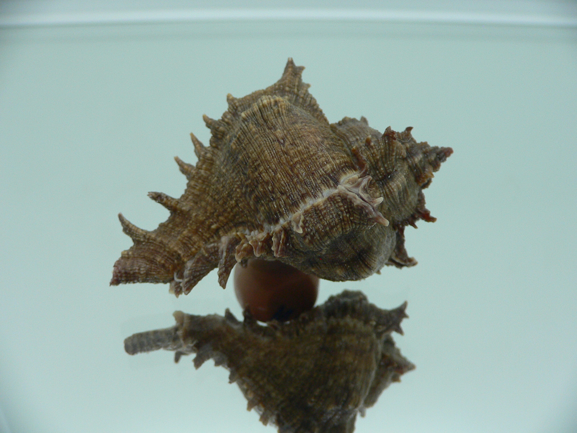 Chicoreus virgineus ponderosus (var.) PURPLE MOUTH