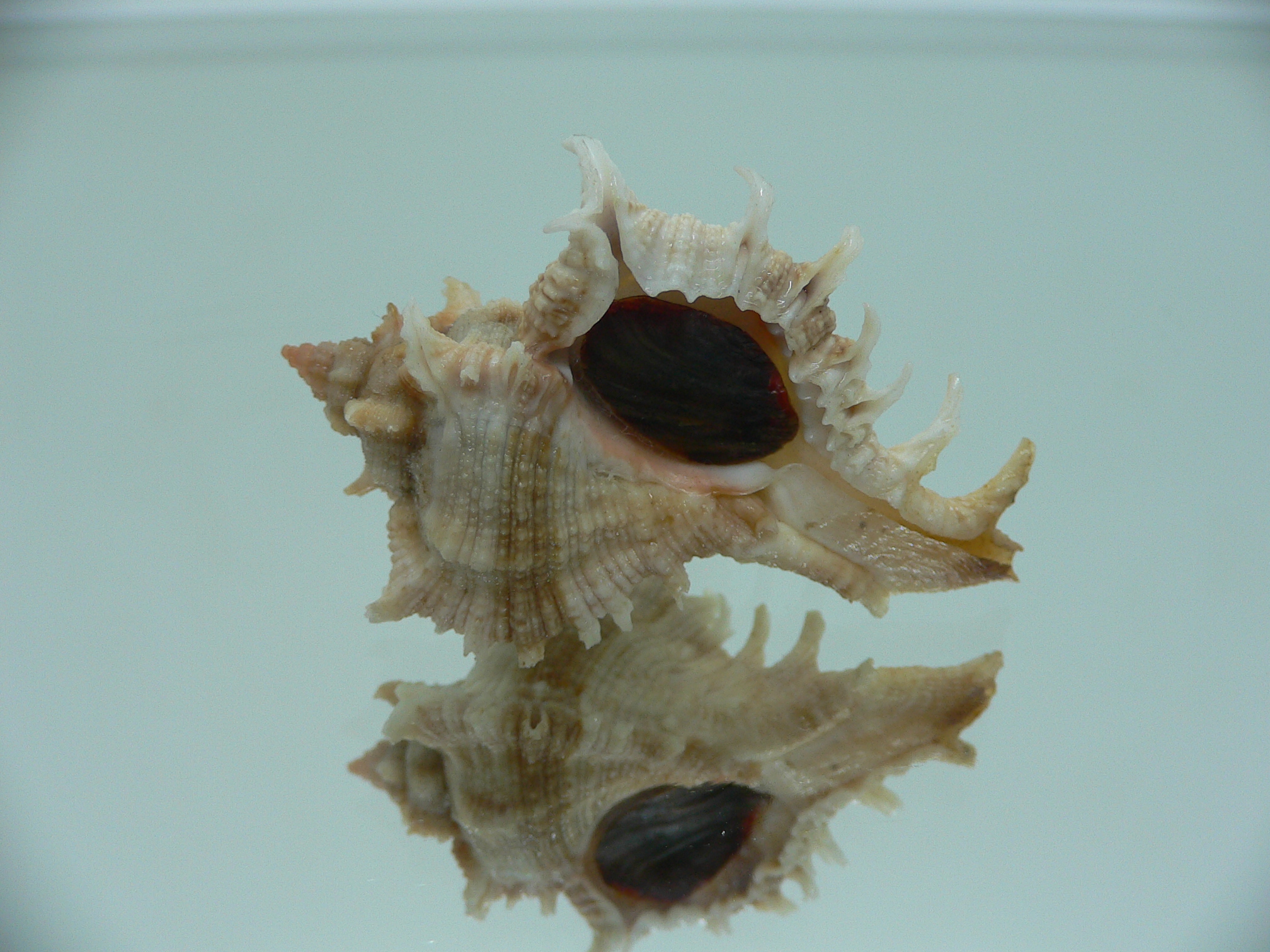 Chicoreus virgineus ponderosus (var.) STRIPES DWARF