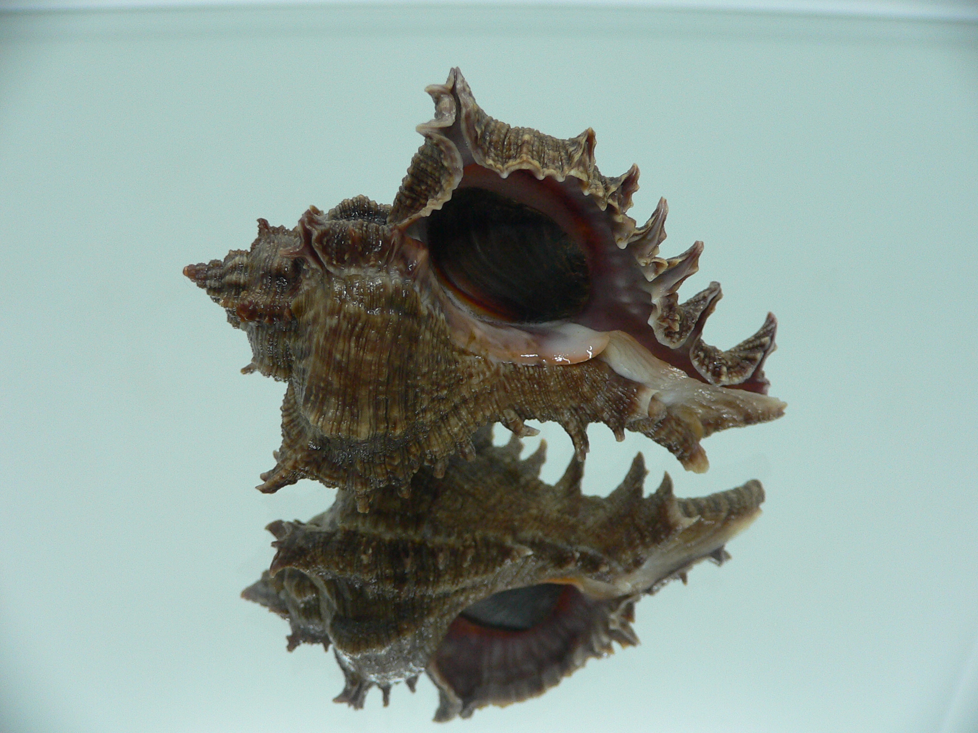 Chicoreus virgineus ponderosus (var.) PURPLE MOUTH