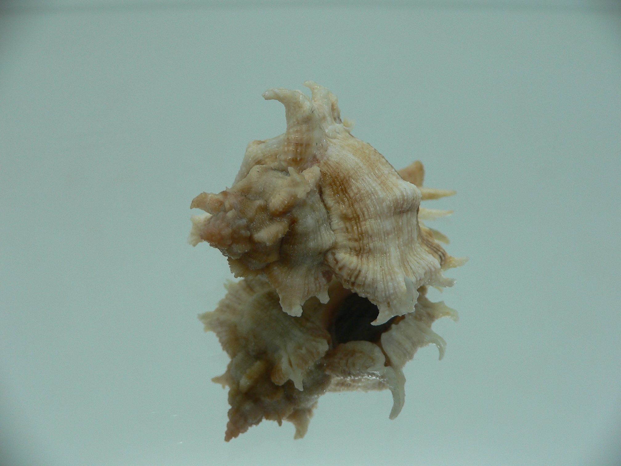 Chicoreus virgineus ponderosus (var.) STRIPES DWARF