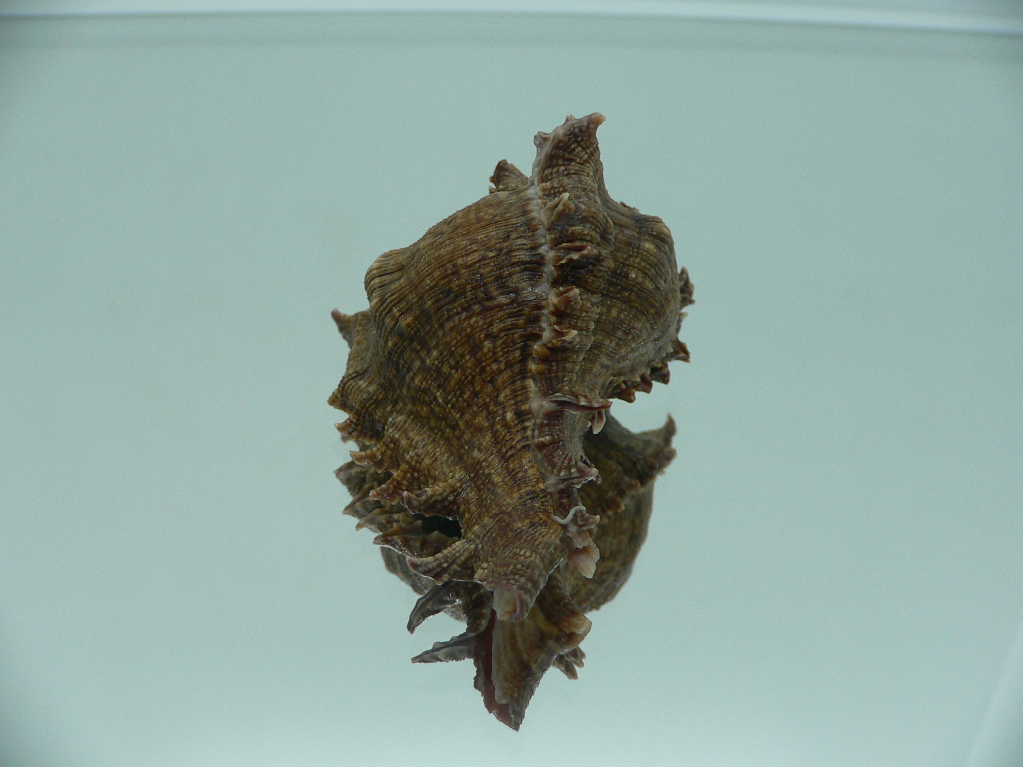 Chicoreus virgineus ponderosus (var.) PURPLE MOUTH