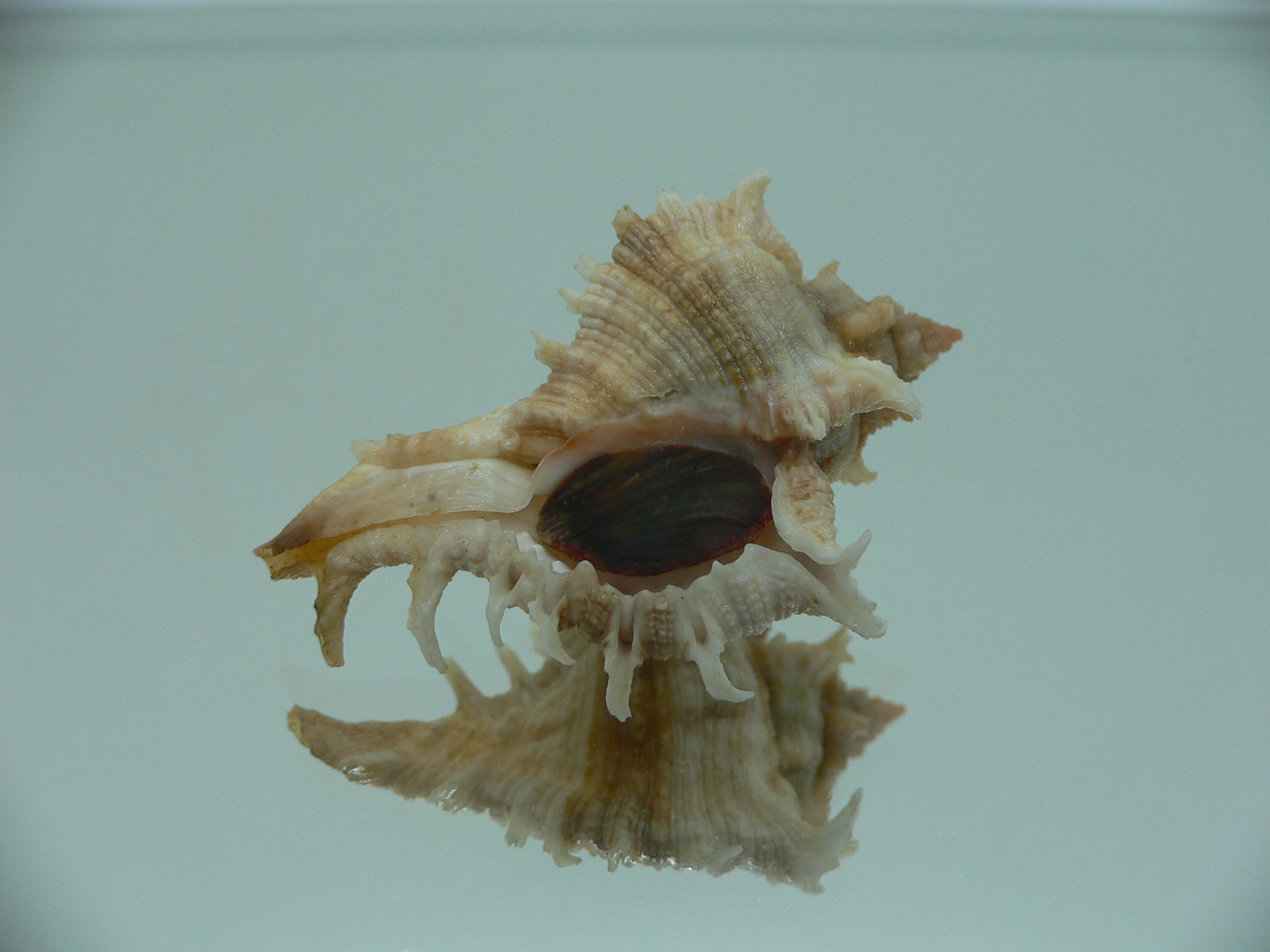 Chicoreus virgineus ponderosus (var.) STRIPES DWARF