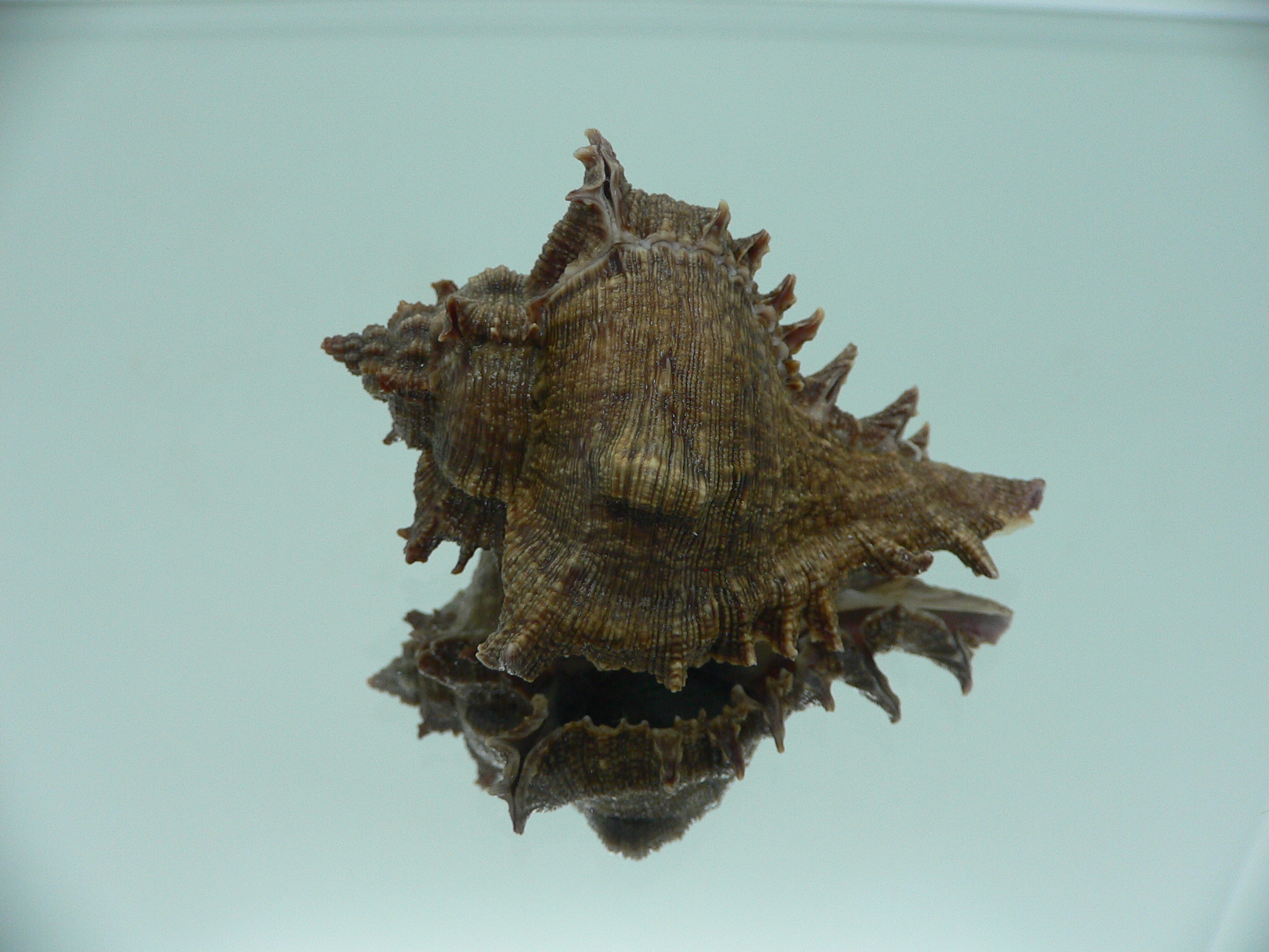 Chicoreus virgineus ponderosus (var.) PURPLE MOUTH