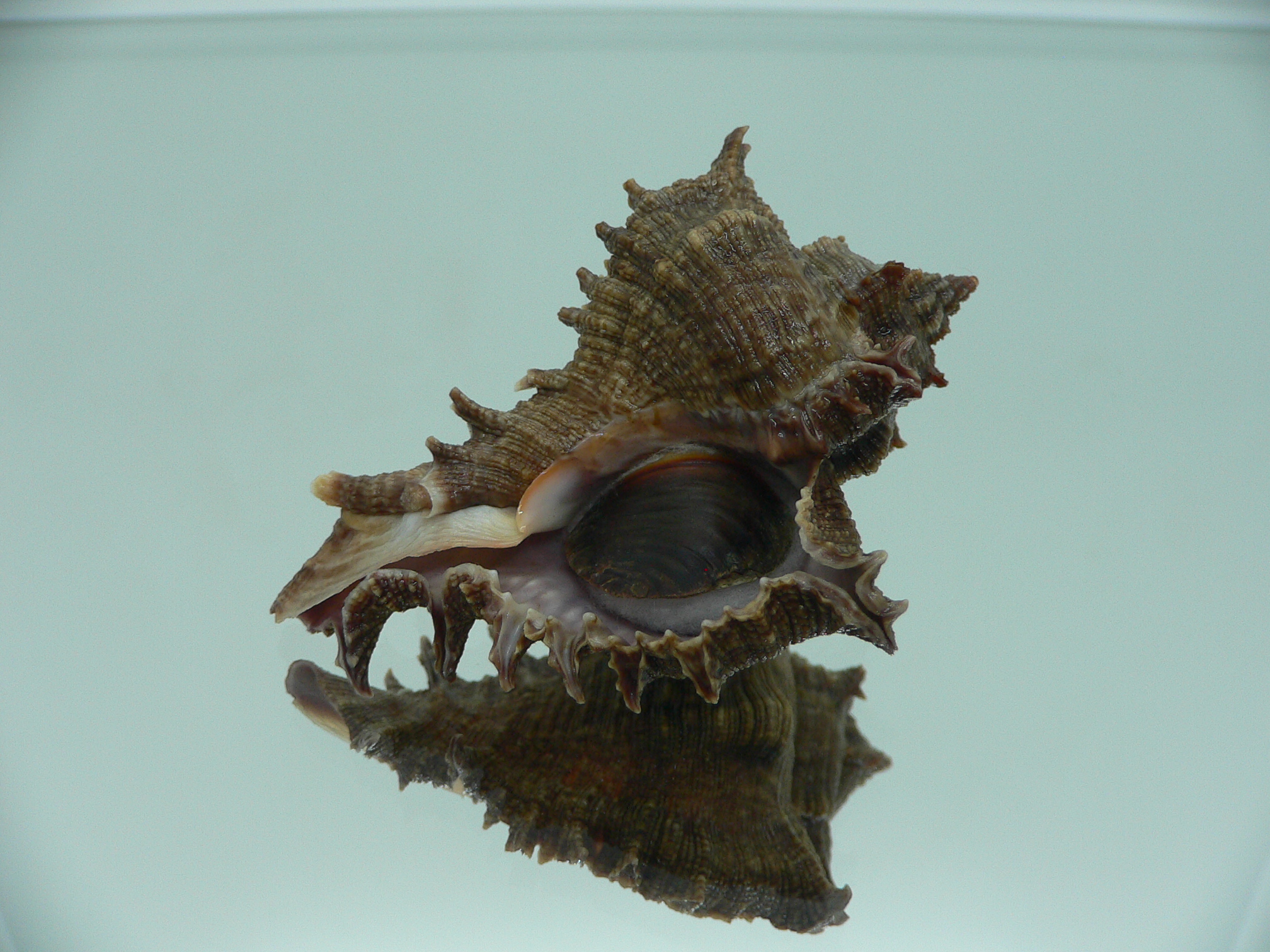 Chicoreus virgineus ponderosus (var.) PURPLE MOUTH