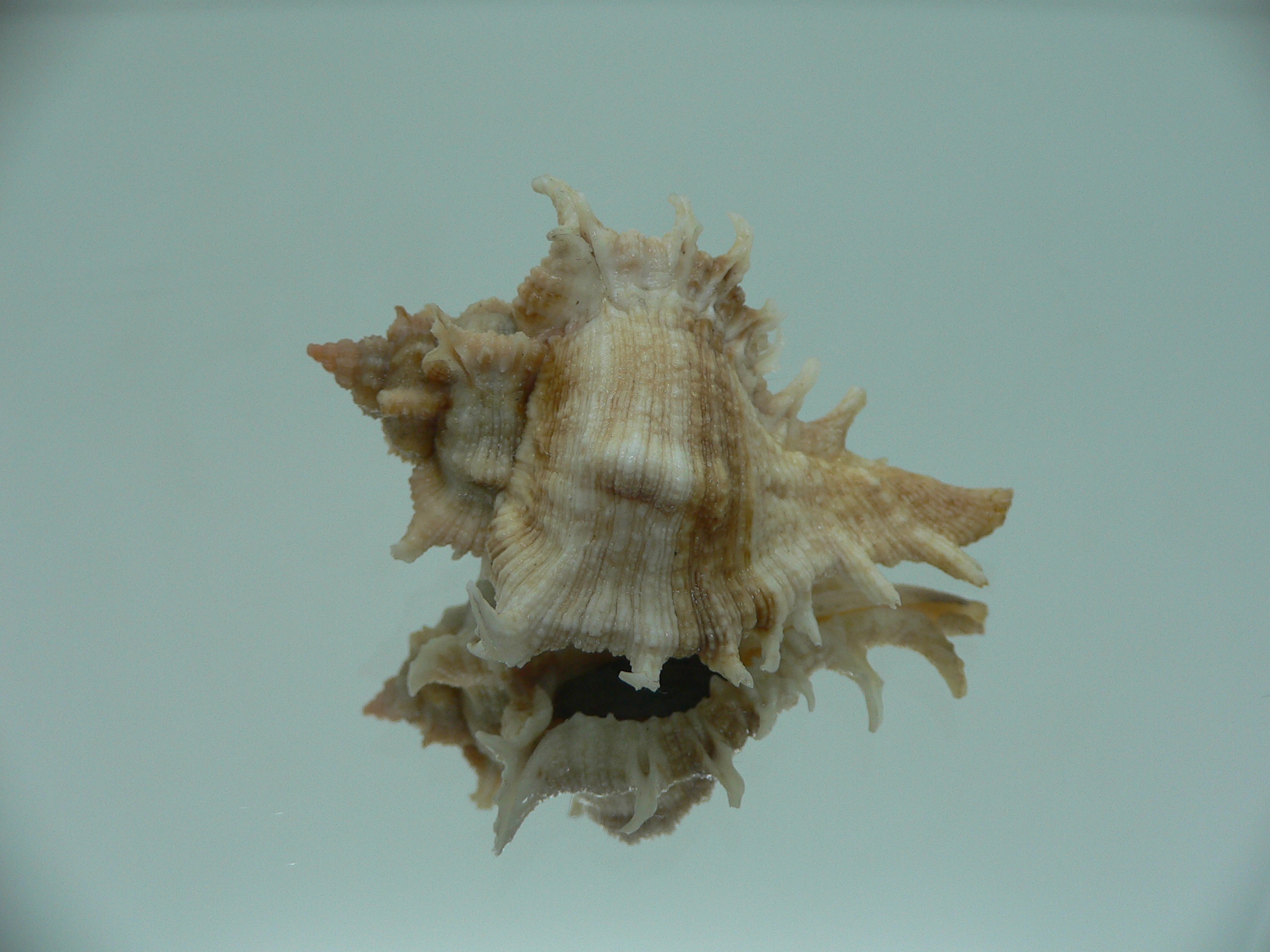 Chicoreus virgineus ponderosus (var.) STRIPES DWARF