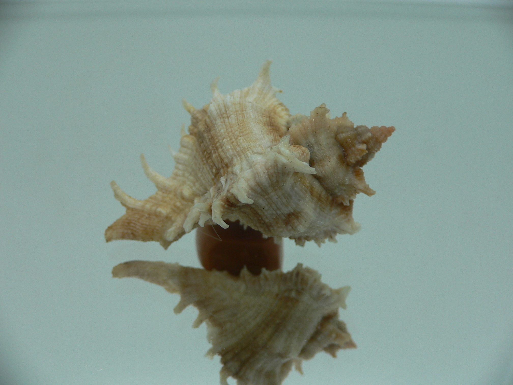 Chicoreus virgineus ponderosus (var.) STRIPES DWARF