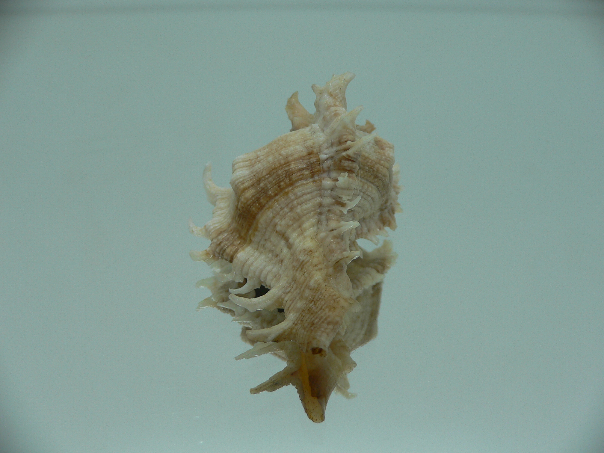 Chicoreus virgineus ponderosus (var.) STRIPES DWARF