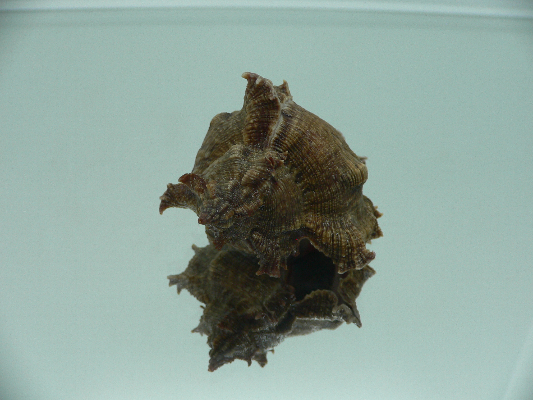 Chicoreus virgineus ponderosus (var.) PURPLE MOUTH