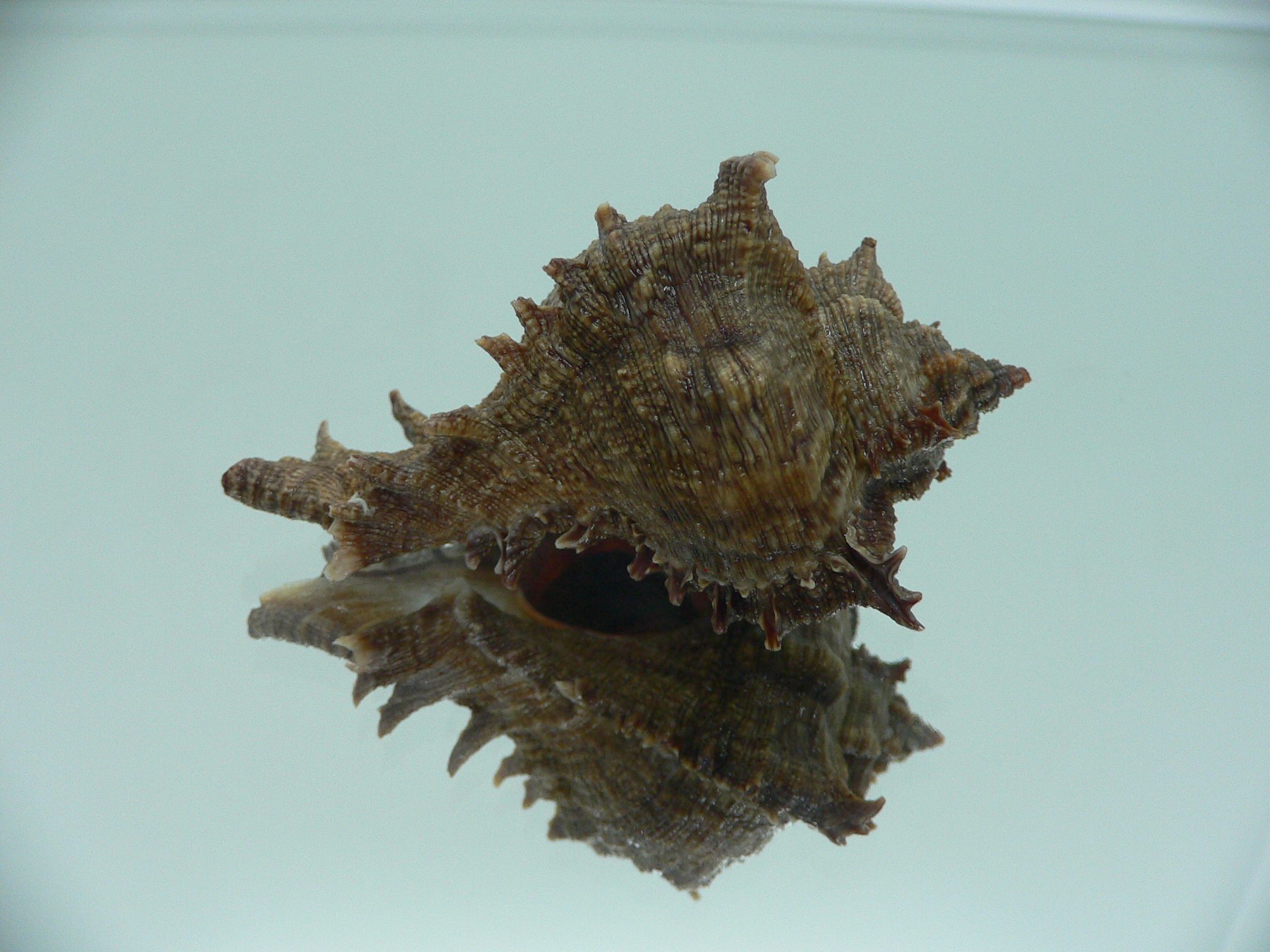 Chicoreus virgineus ponderosus (var.) PURPLE MOUTH