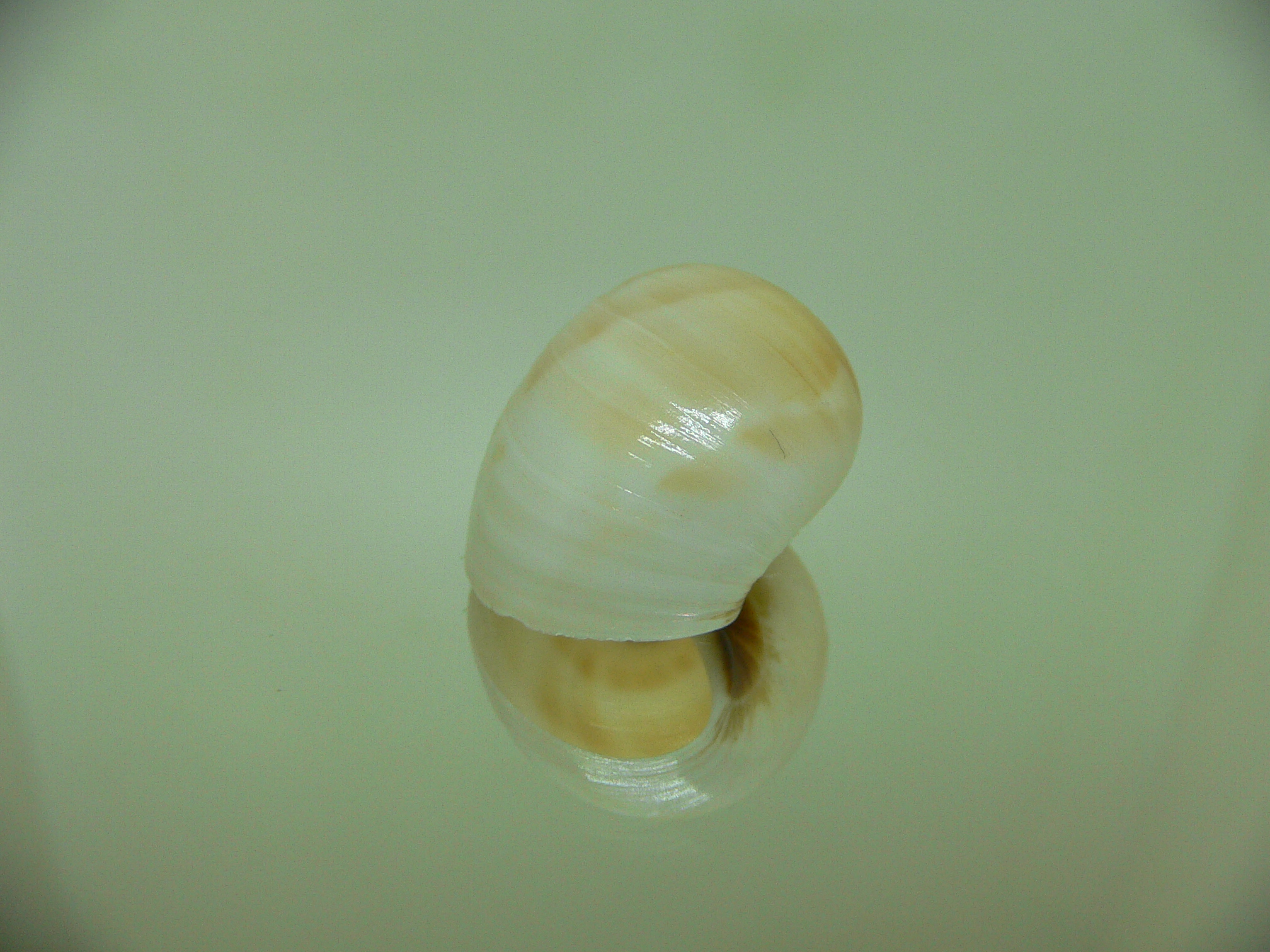 Mammilla melanostoma