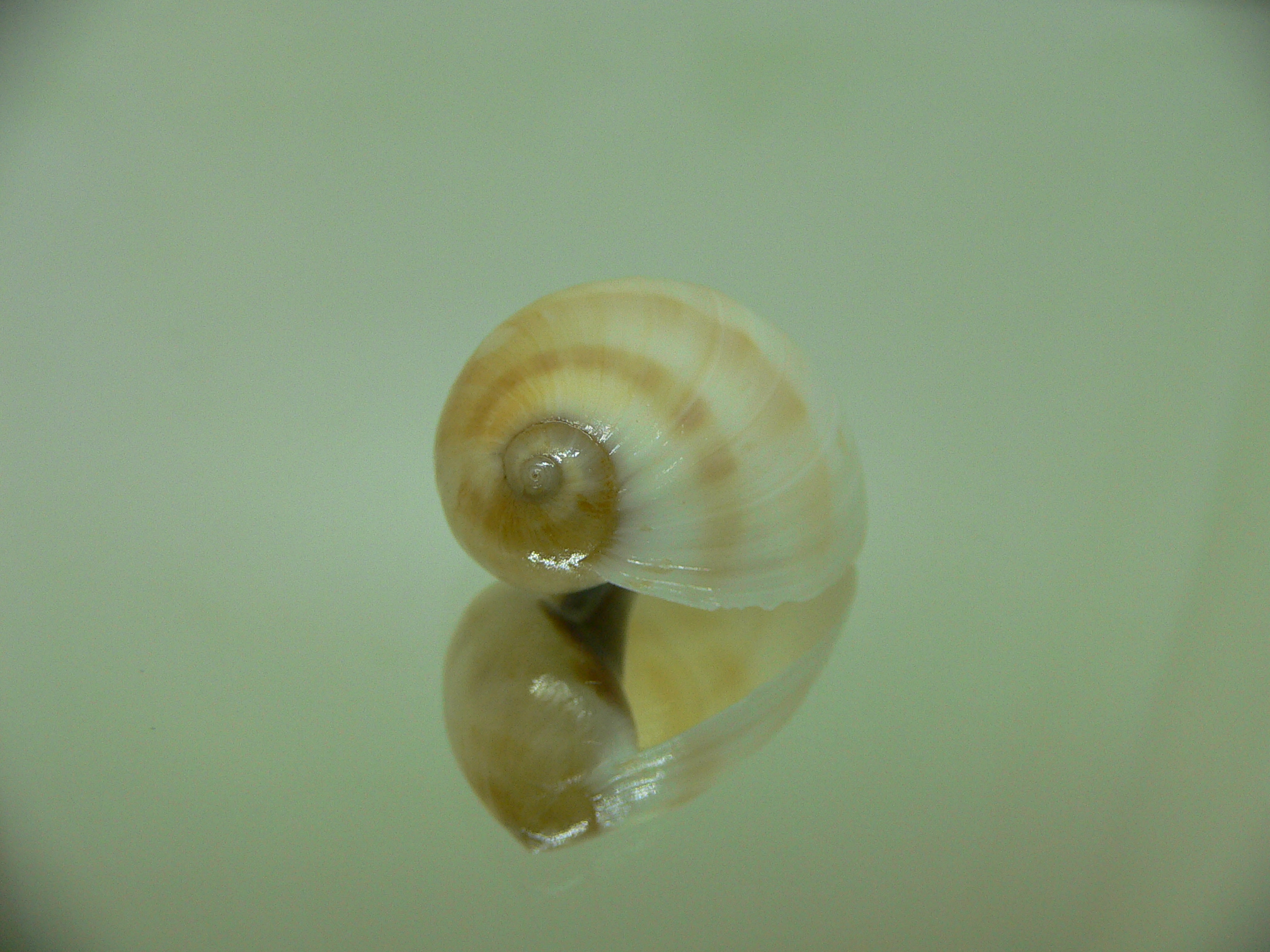 Mammilla melanostoma