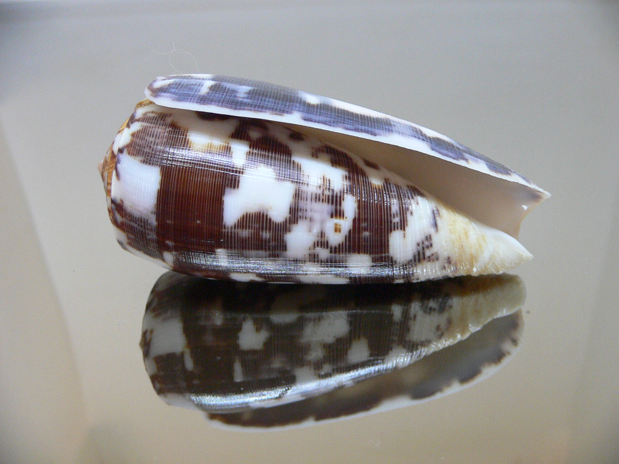 Conus striatus VERY DARK