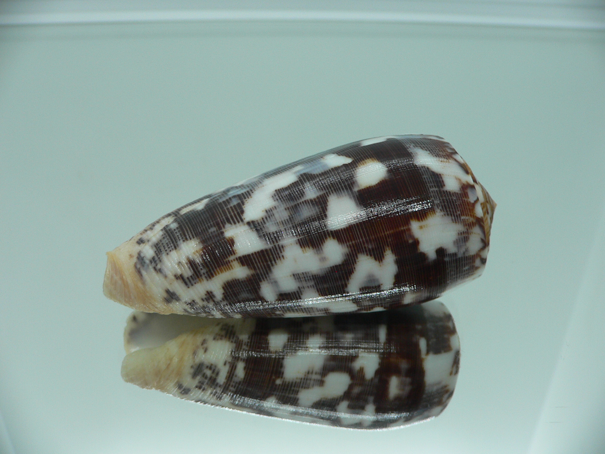 Conus striatus VERY DARK